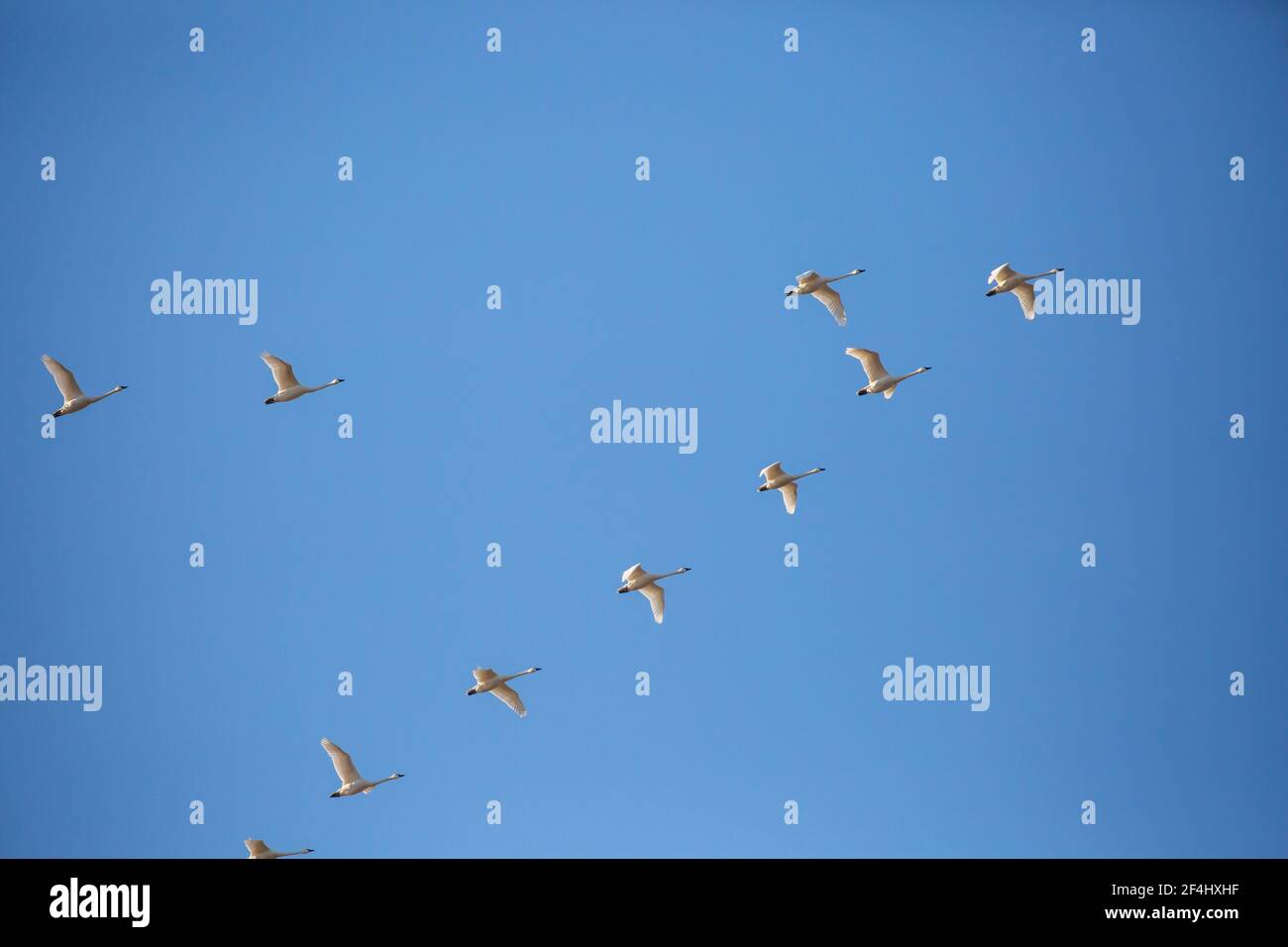 Tundra Swan (Cygnus columbianus) migrating in a V formation with a blue sky and copy space, horizontal Stock Photo