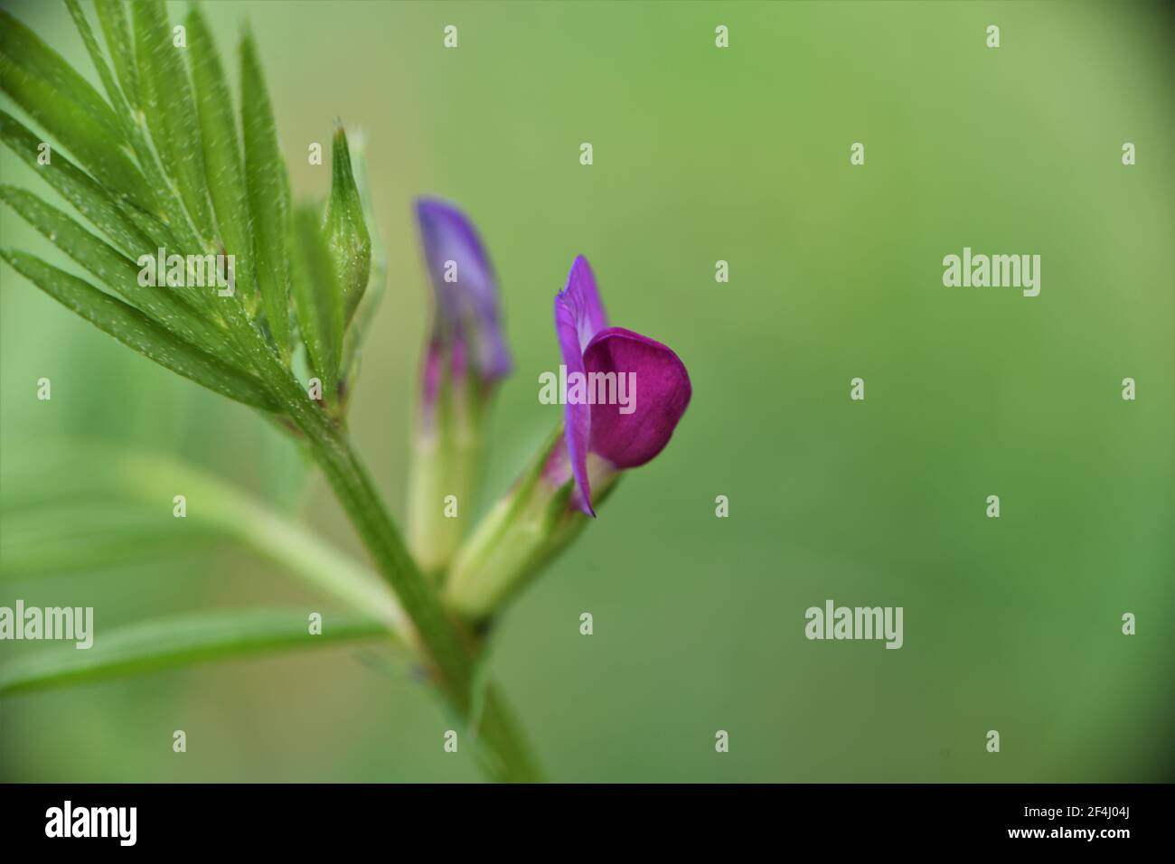 This beautiful small purple weed flower blooming is referred to as