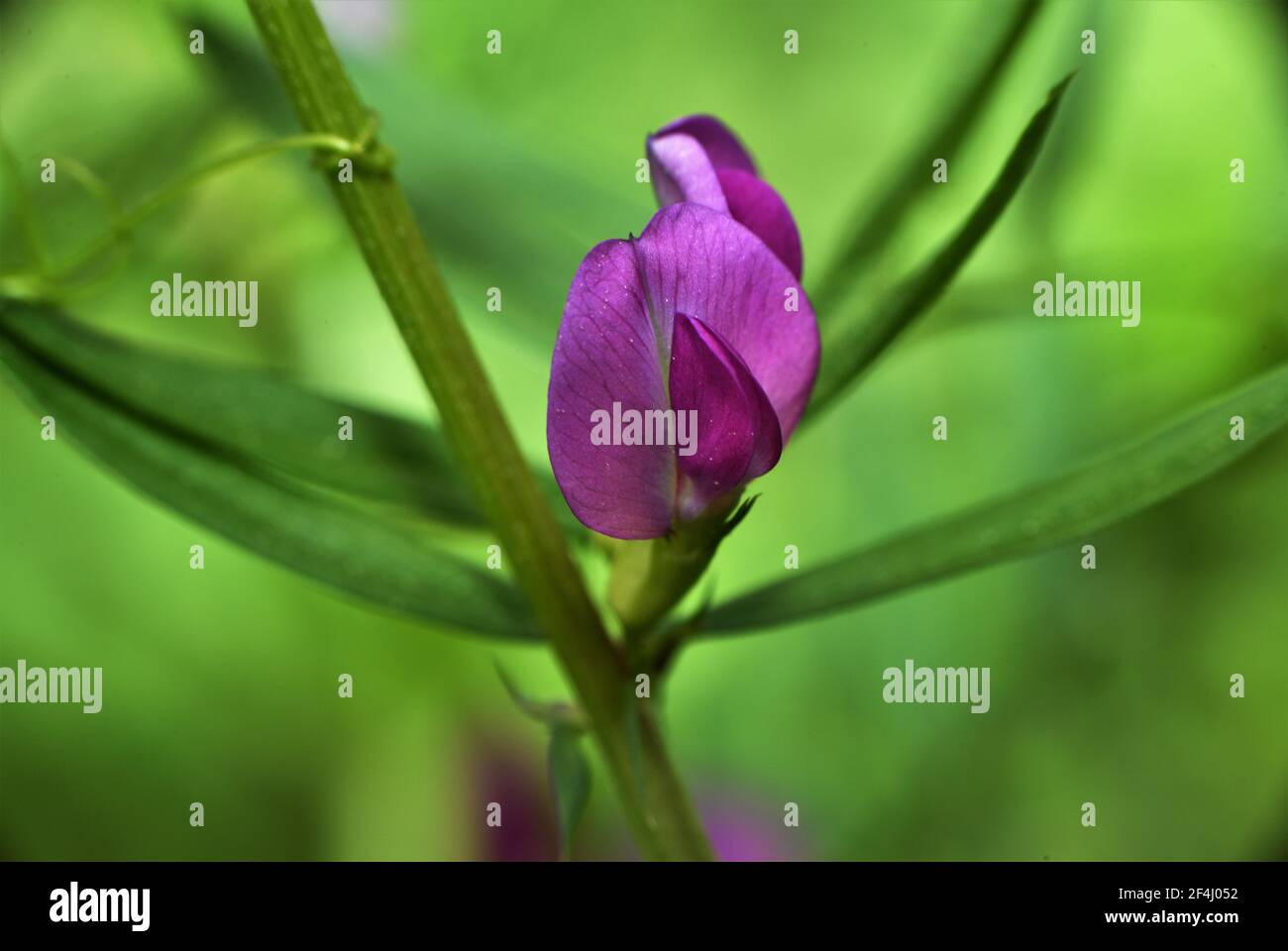 This beautiful small purple weed flower blooming is referred to as