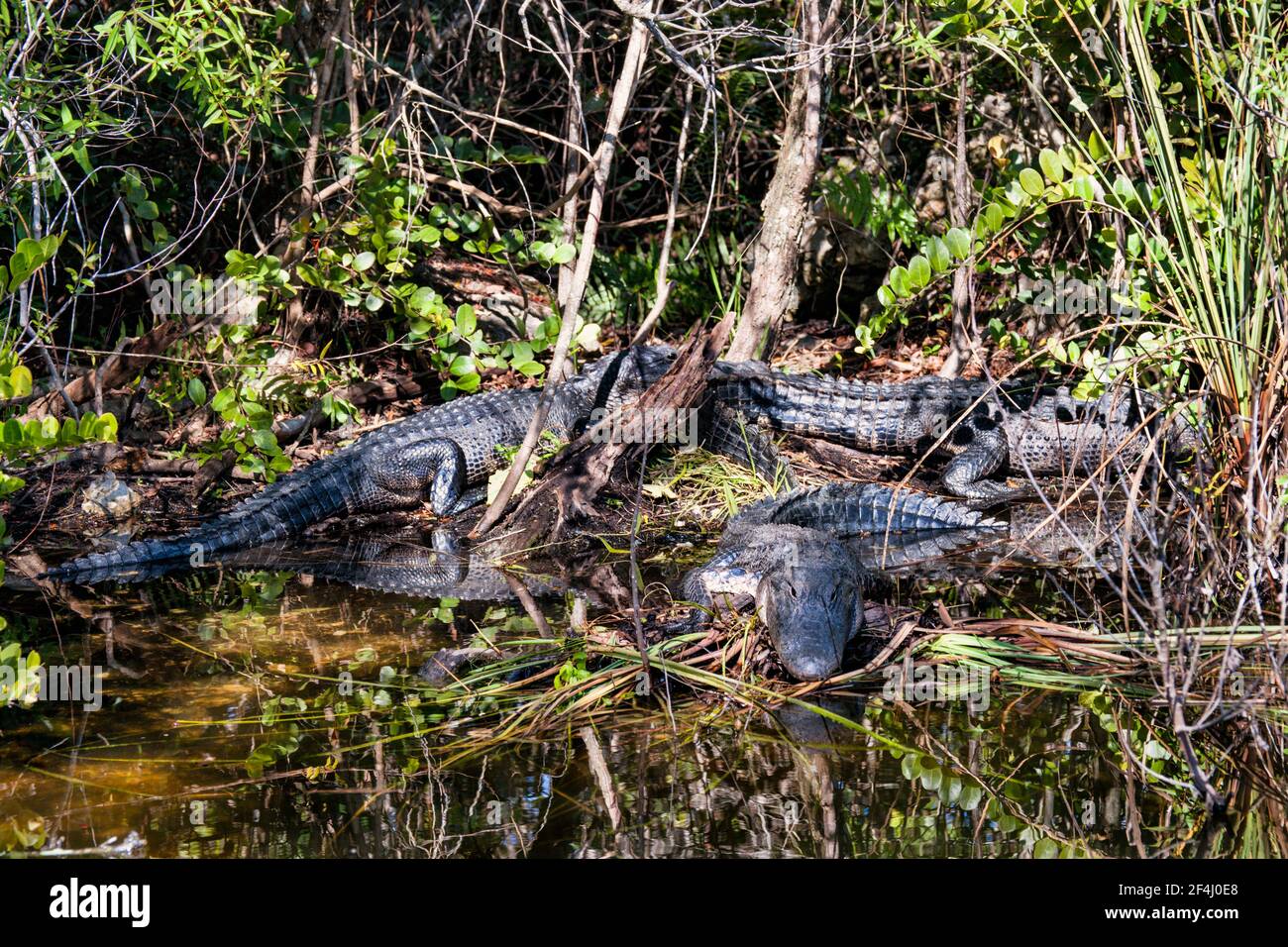 Group of alligators hi-res stock photography and images - Alamy