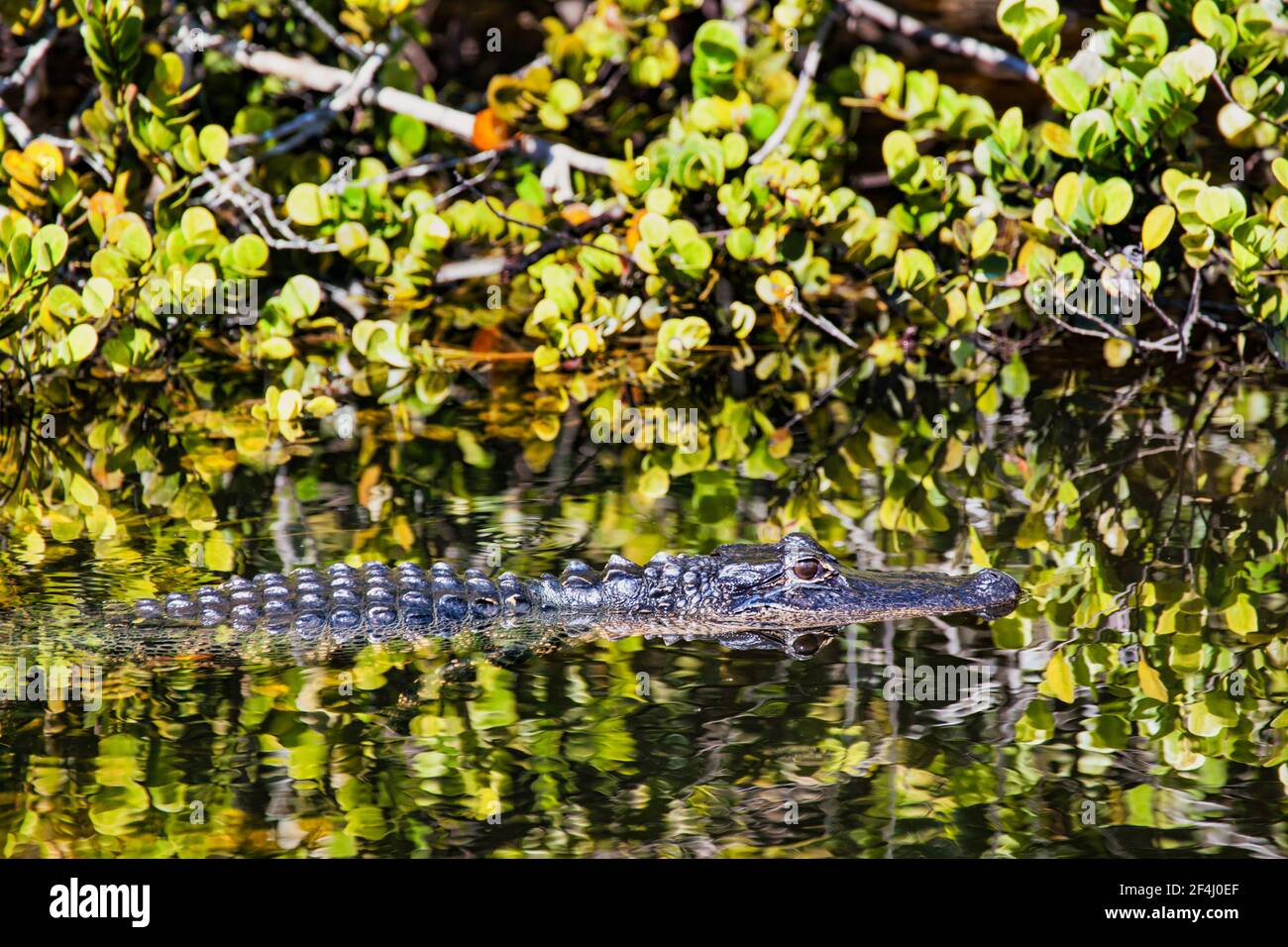 An alligator swimming in a canal off the Loop Road in the Big Cypress ...