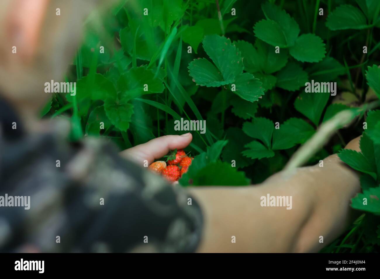 Woman picking fresh red strawberries on organic strawberry farm. Strawberries harvest. Agriculture and ecological fruit farming concept. Selective foc Stock Photo