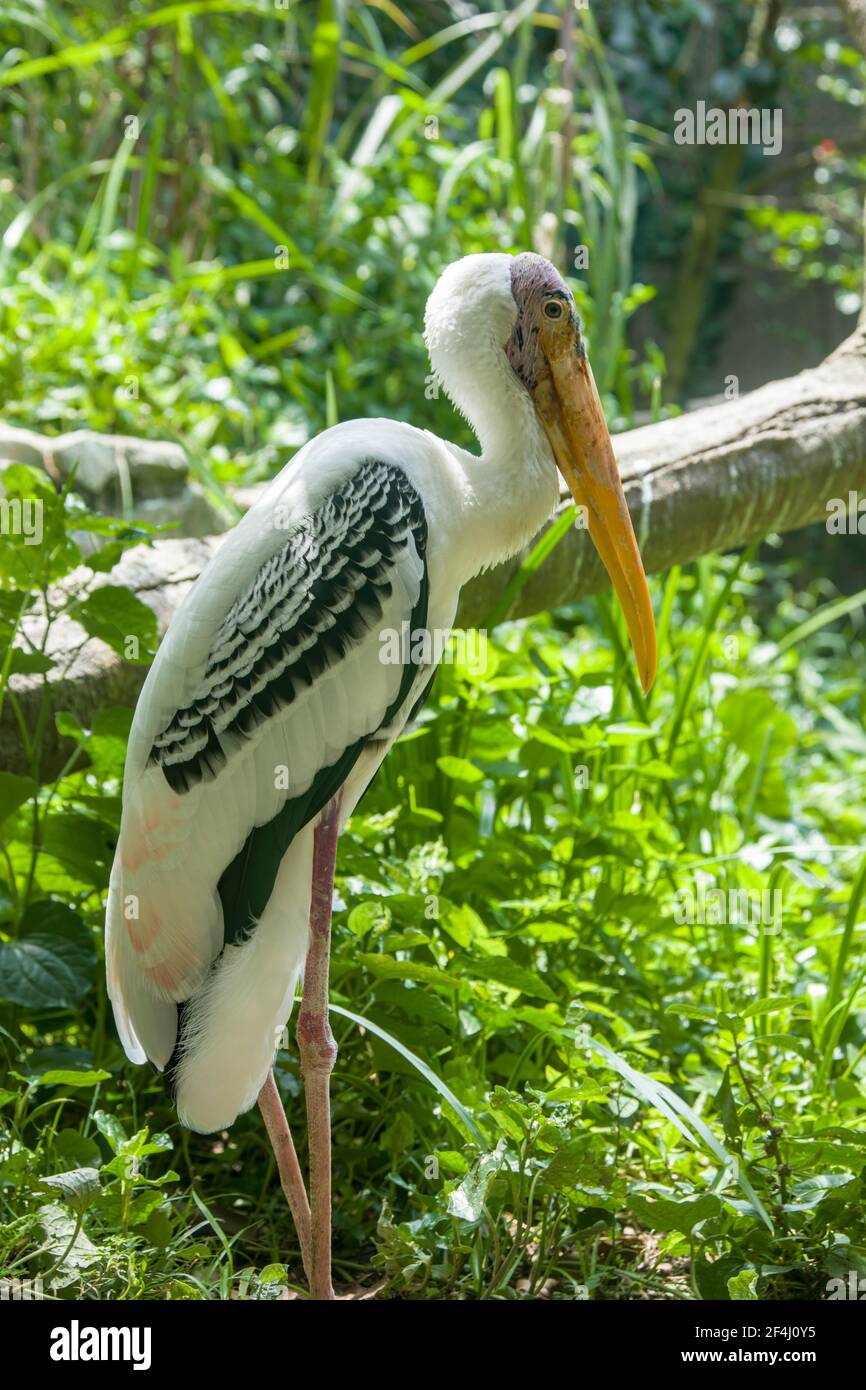the closeup image of painted stork.  It is a large wader in the stork family. It is found in the wetlands of the plains of tropical Stock Photo