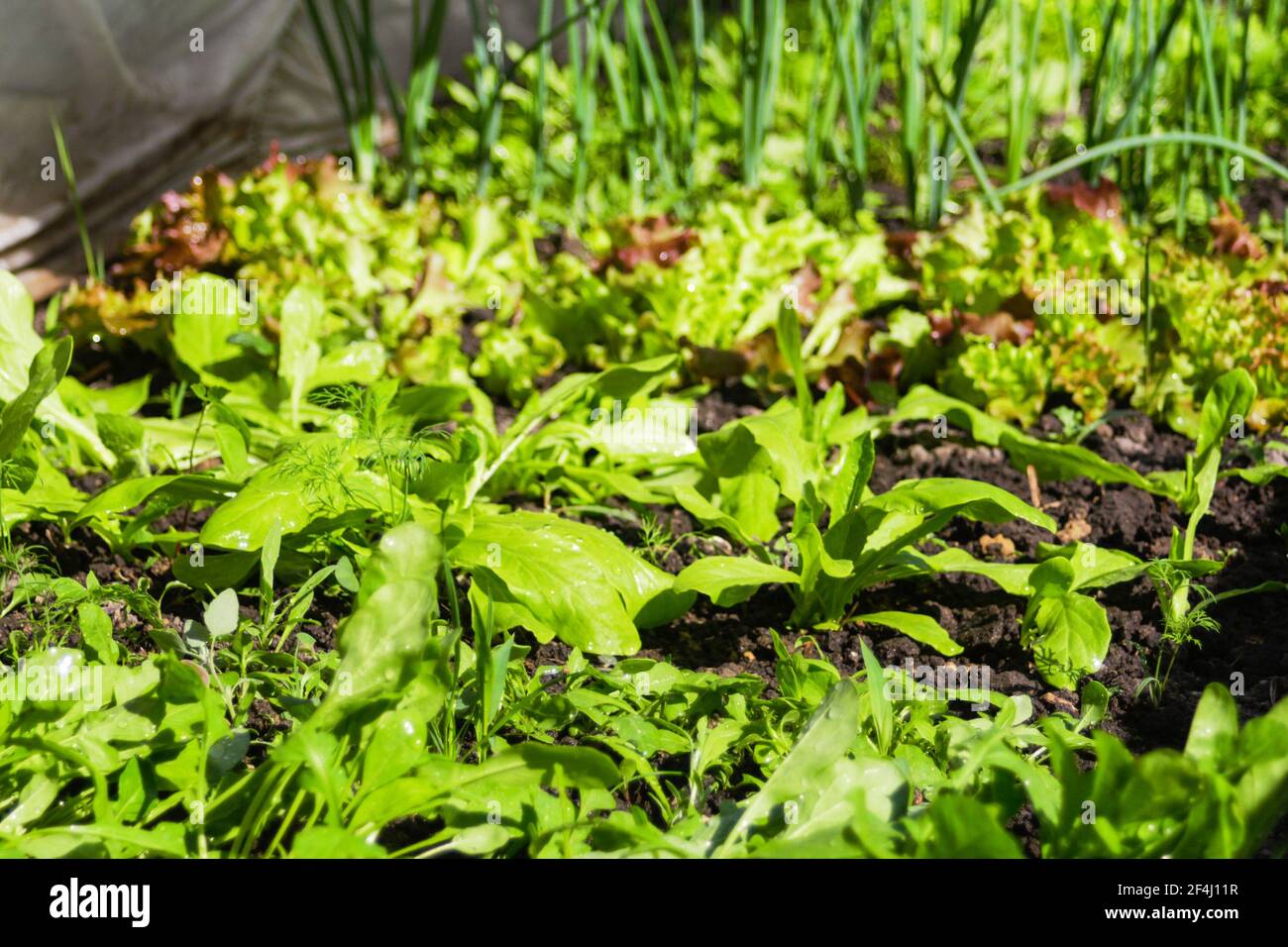 Defocus organic farm vegetable gardening. Onion, leek, aragula, spinach, salad, lettuce. Greens, greenery in arch solar house. Organic farming Stock Photo