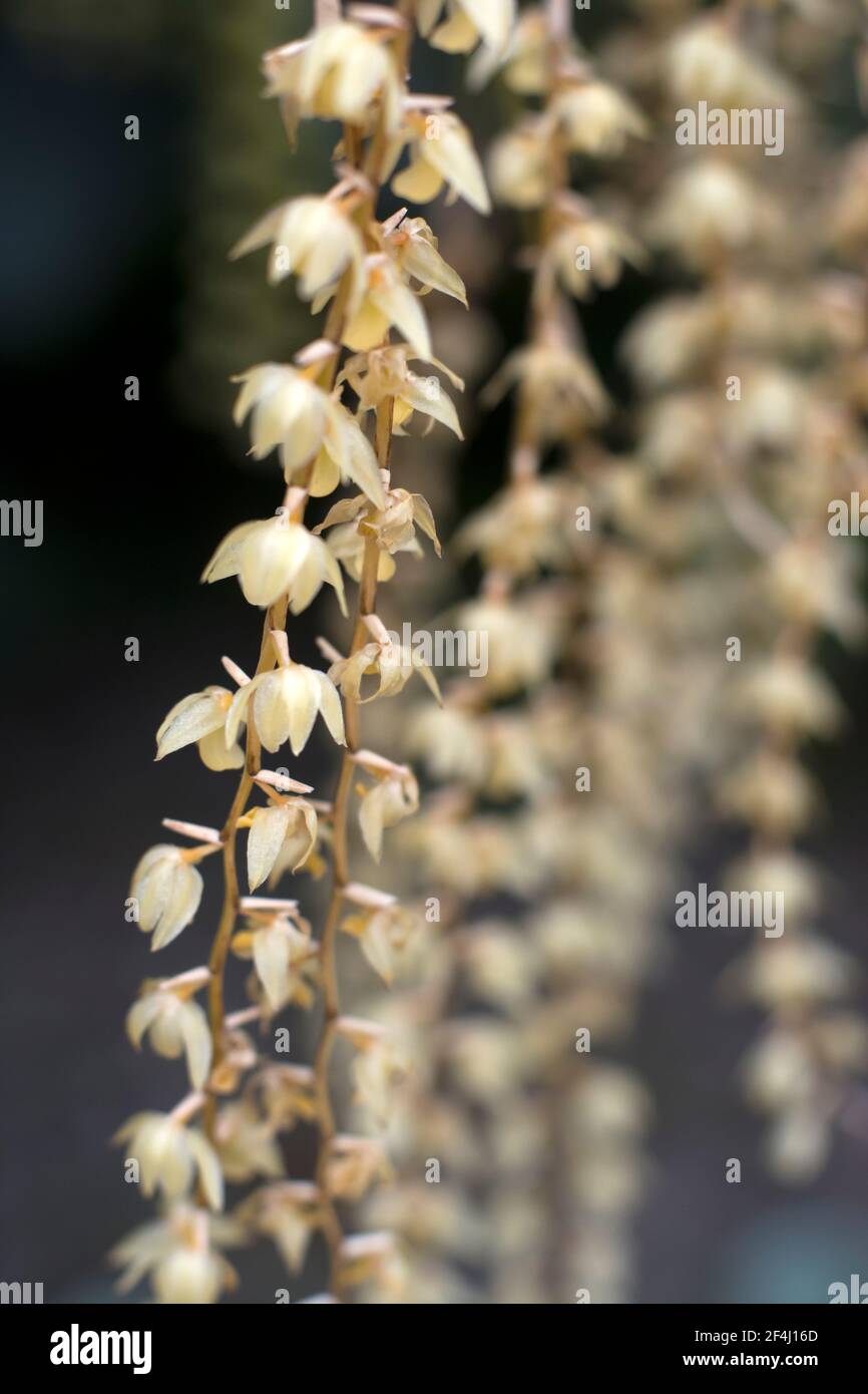 Dendrochilum Cobbianum orchid in very narrow depth-of-field close up photograph Stock Photo