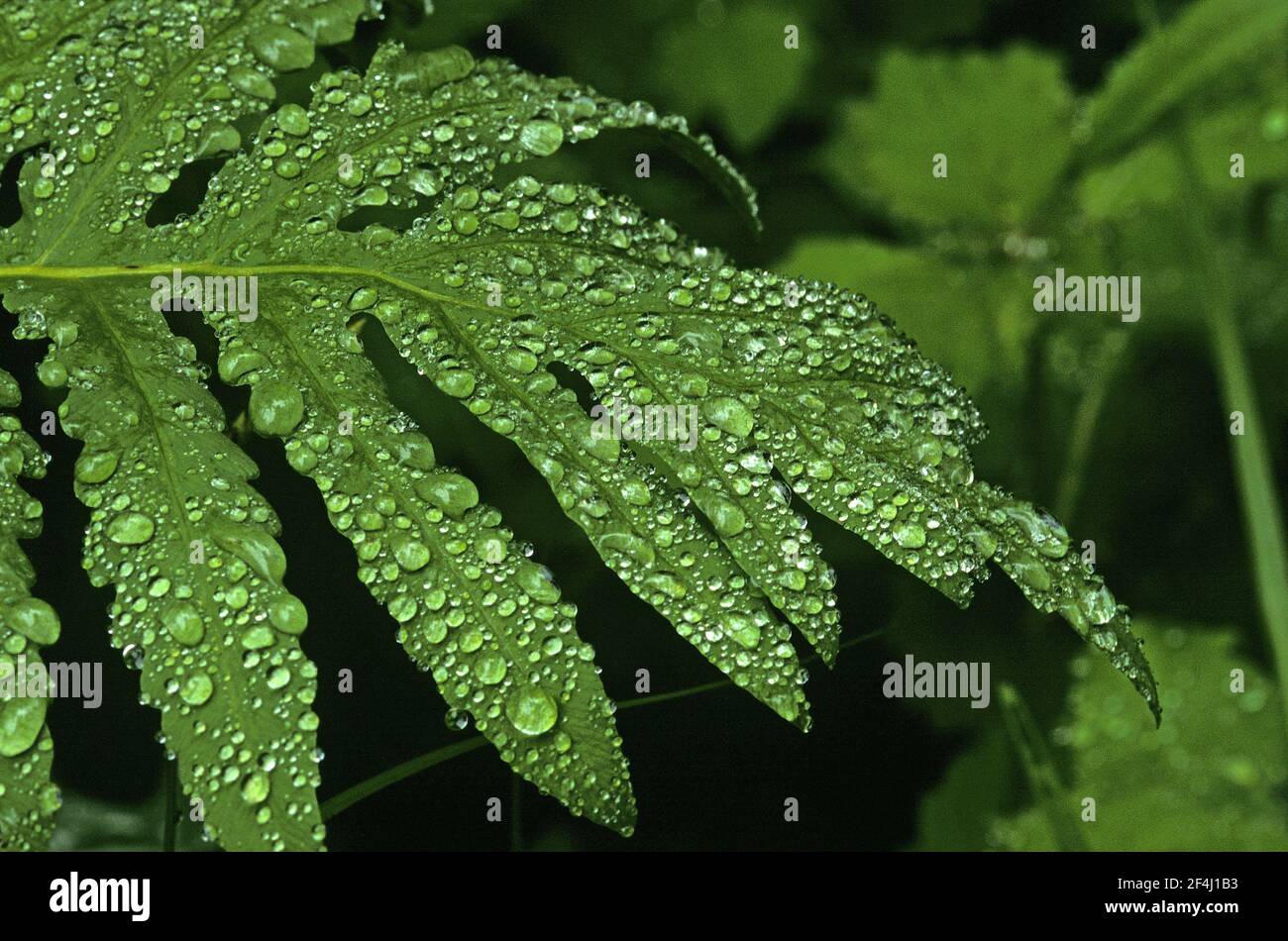 Sensitive Fern (Onoclea sensibilis) laden with rain drops Stock Photo