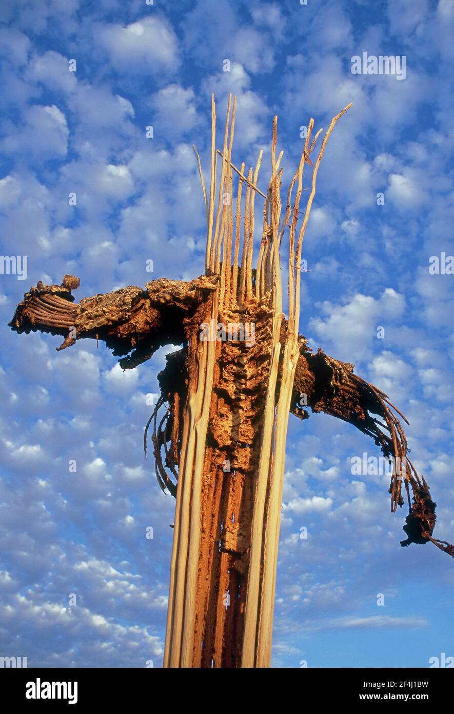 Saguaro Cactus skeleton (Carnegiea gigantea) Stock Photo