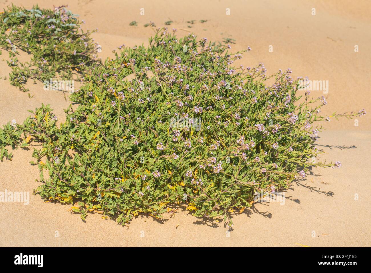 Wildflowers growing on the sandy beach. Sea Rocket flowers in bloom. Sea Rocket is a succulent - a low growing plant commonly found near sea or ocean. Stock Photo