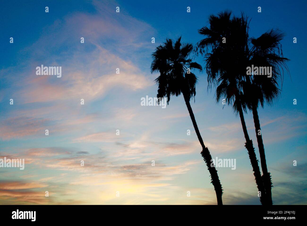 Southern California Palm Trees Silhouetted Against Beautiful Pacific Sunset Colored Sky Stock Photo