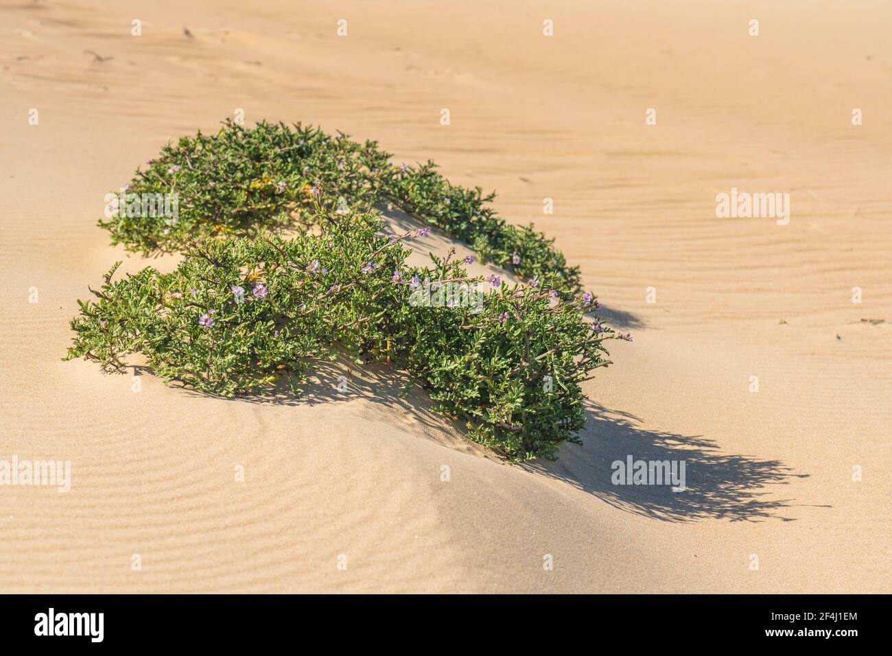 Wildflowers growing on the sandy beach. Sea Rocket flowers in bloom. Sea Rocket is a succulent - a low growing plant commonly found near sea or ocean. Stock Photo