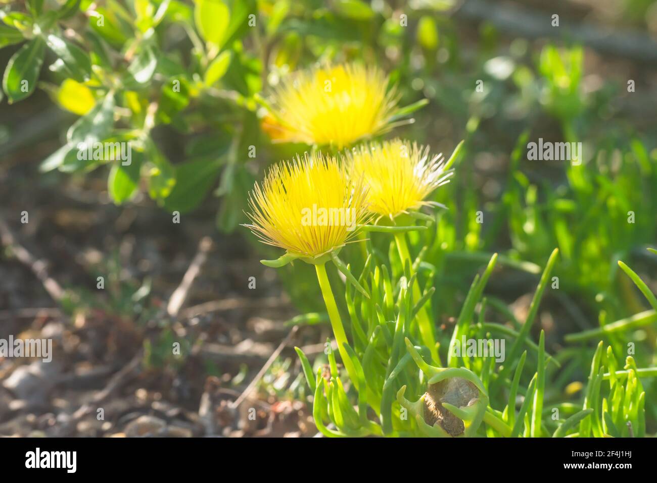 The yellow flowering Rocky point ice plant, beautiful wildflowers in