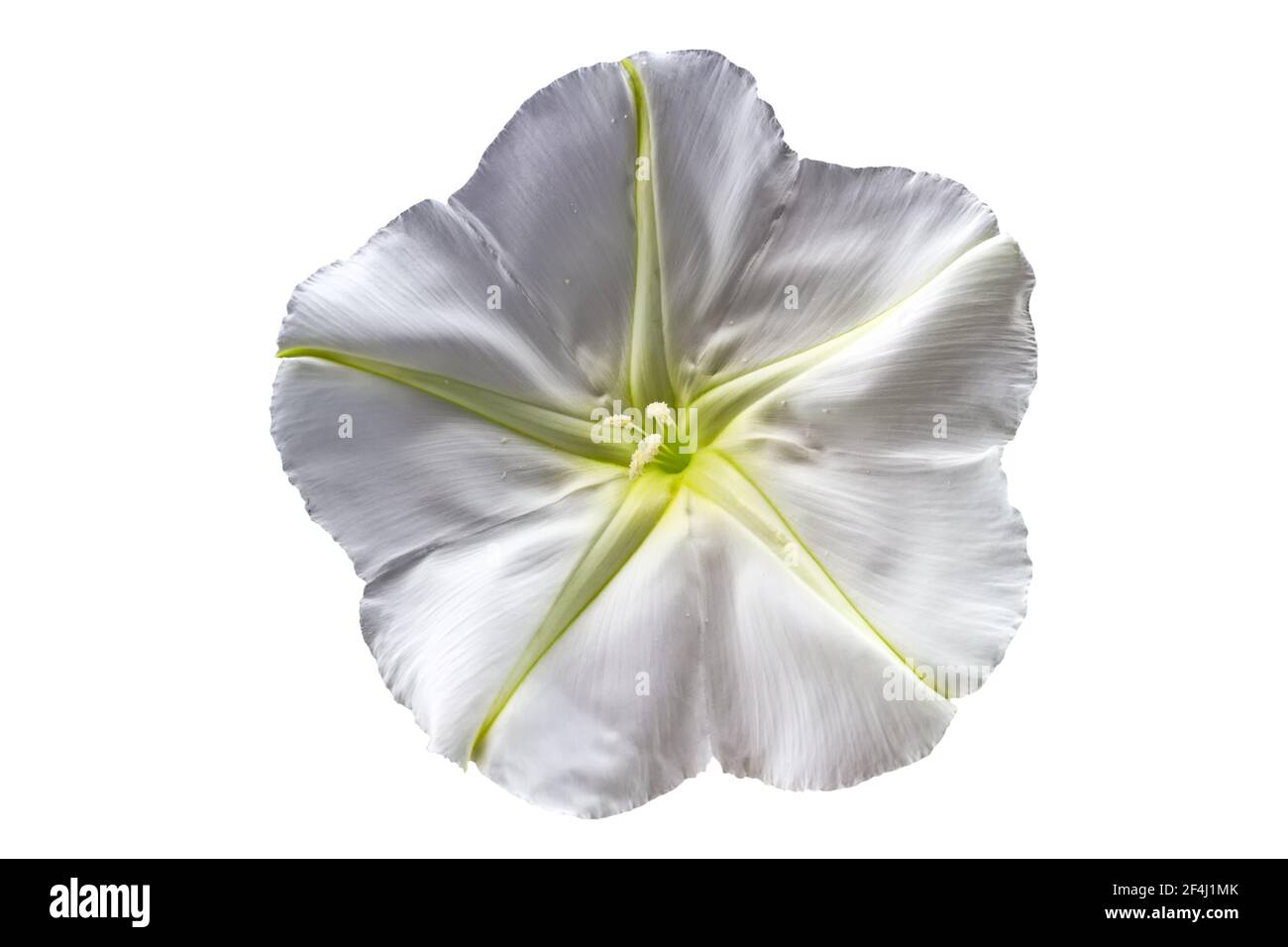 Close up Ipomoea alba on white background.Saved with clipping path. Stock Photo
