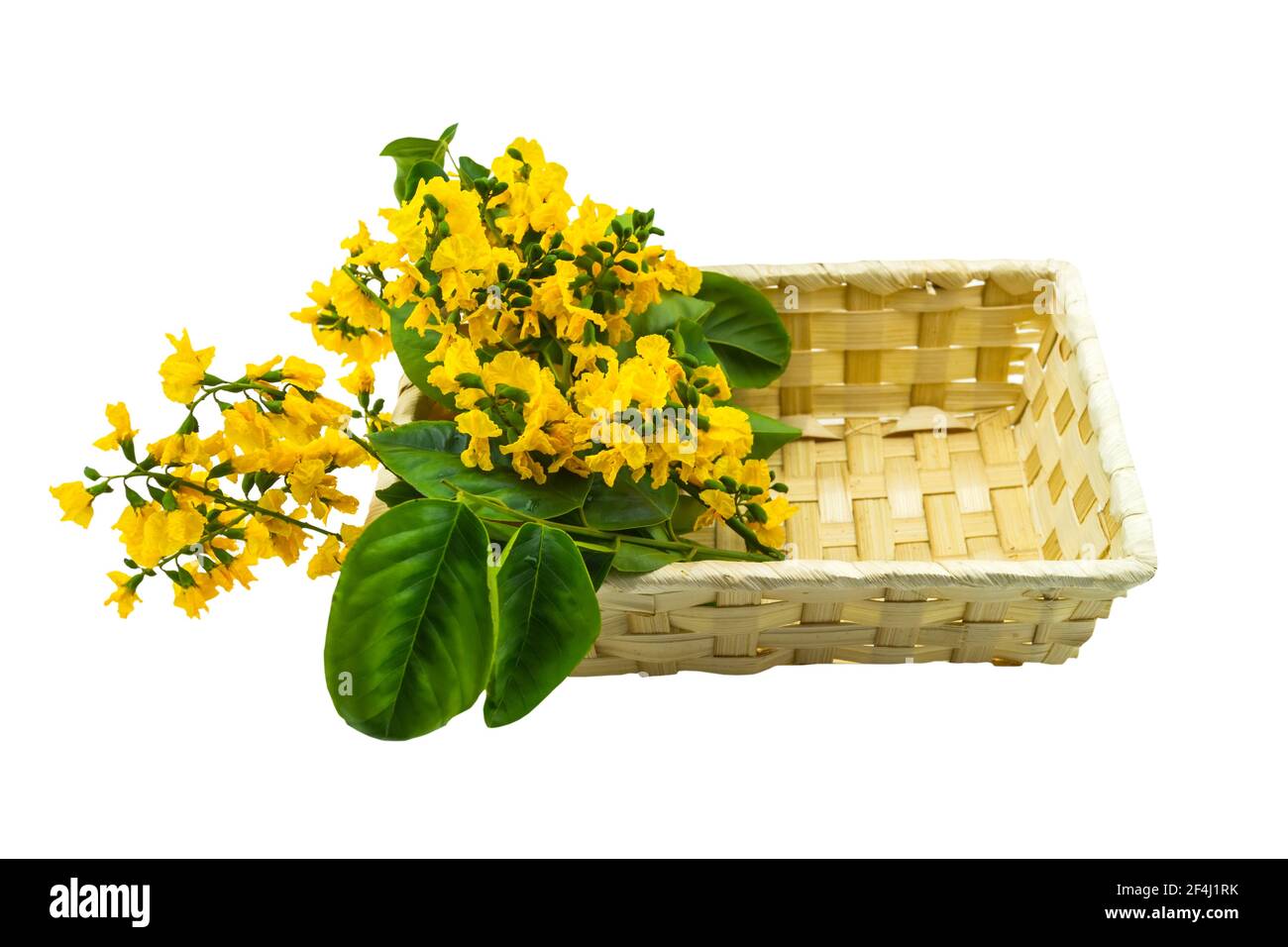 Closed up yellow flower of Burmese Rosewood or Pterocarpus indicus Willd,Burma Padauk and green leaf in basket isolated on white background.Saved with Stock Photo