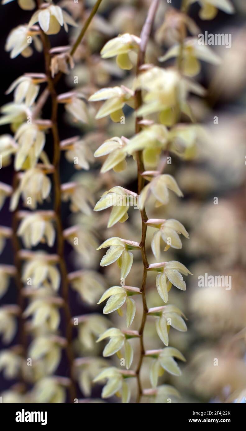 Dendrochilum Cobbianum orchid in very narrow depth-of-field close up photograph Stock Photo
