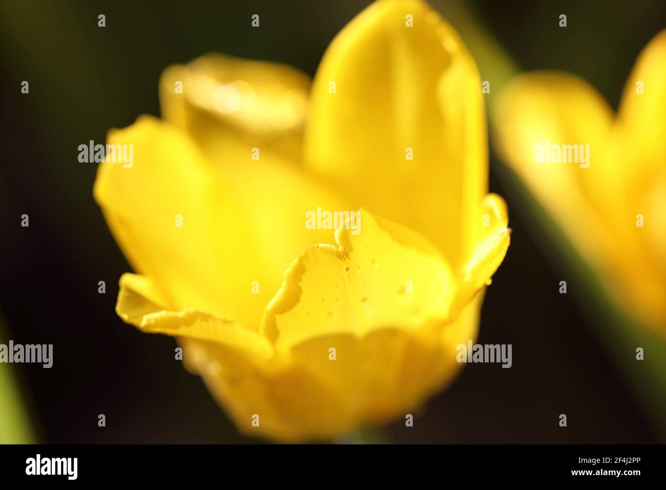 Yellow tulip in close up Stock Photo - Alamy