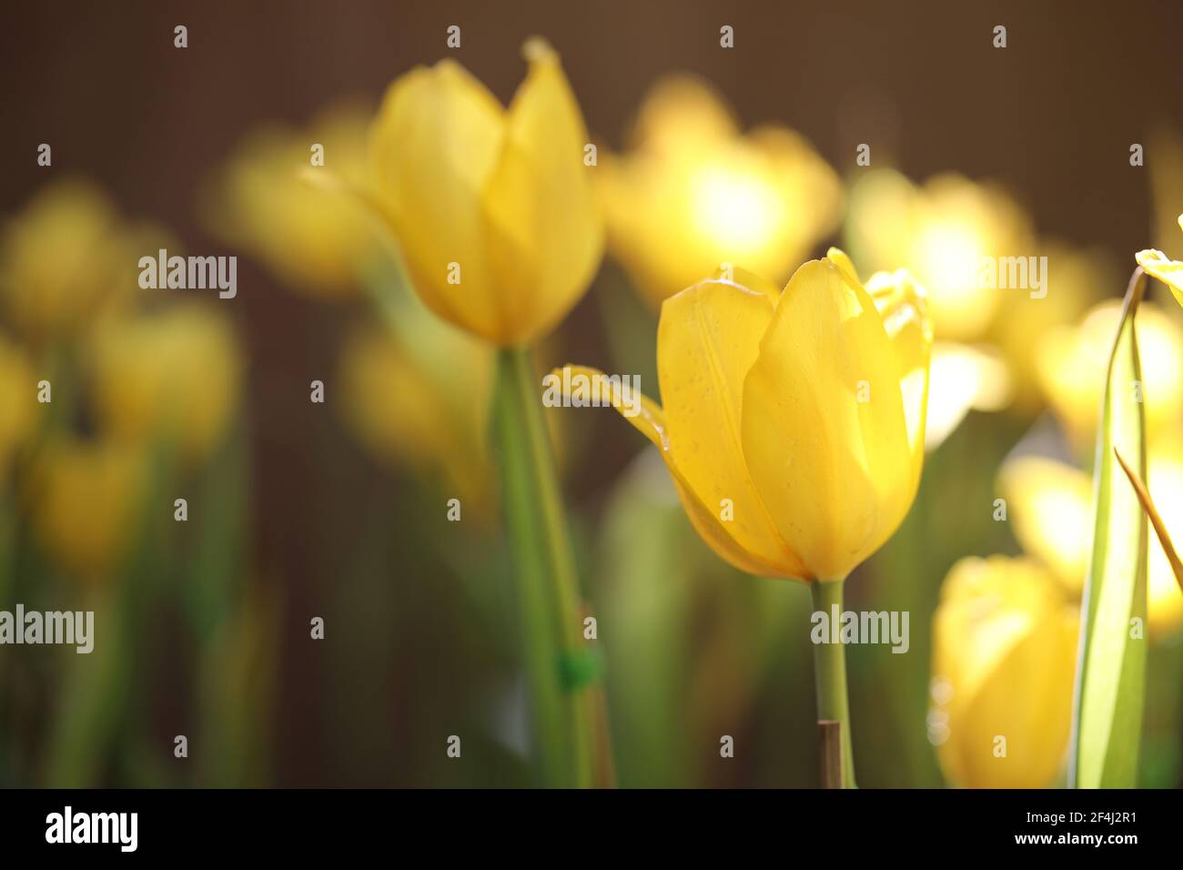 Yellow tulip in close up Stock Photo - Alamy