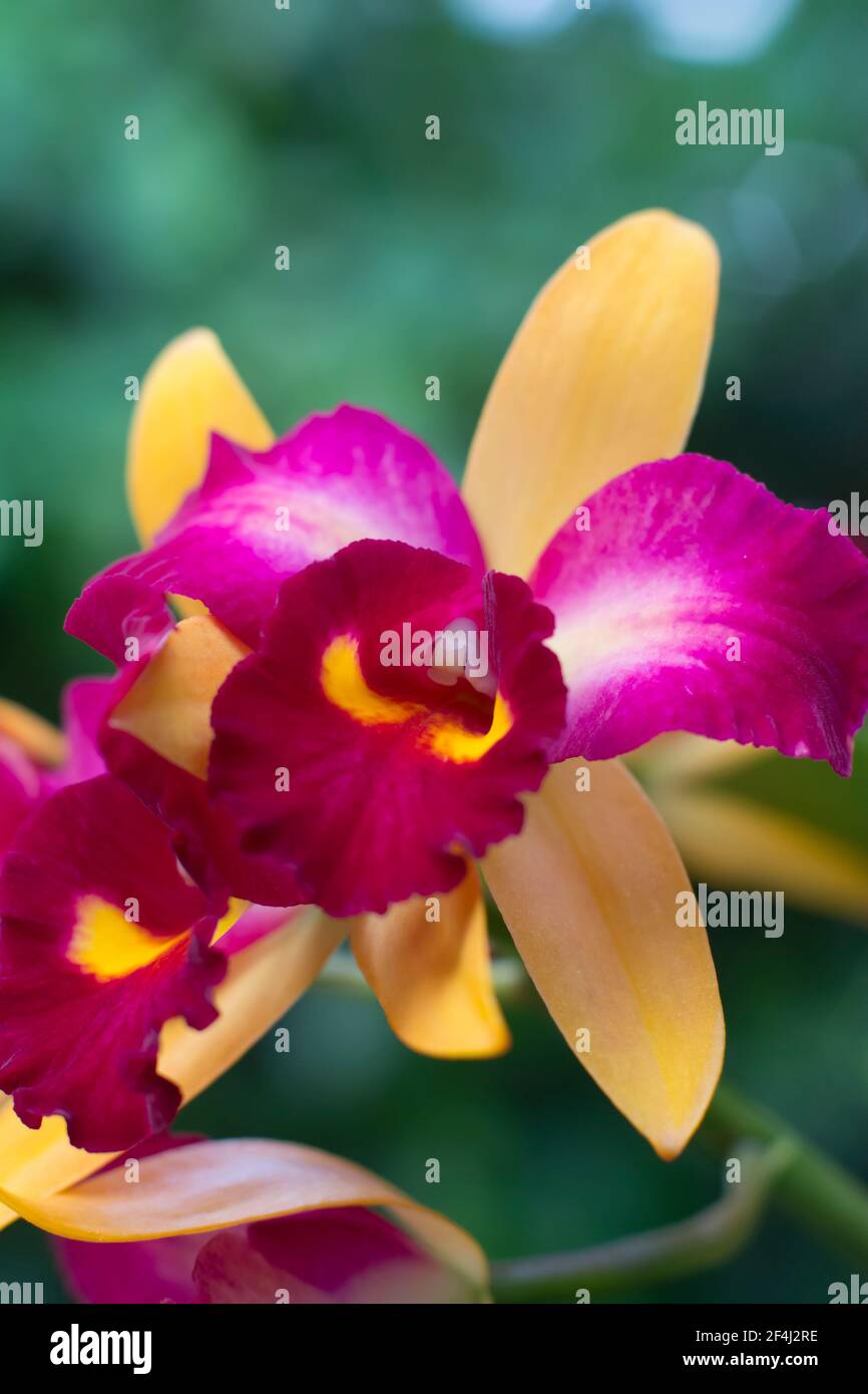 Cattleya  orchid Stock Photo