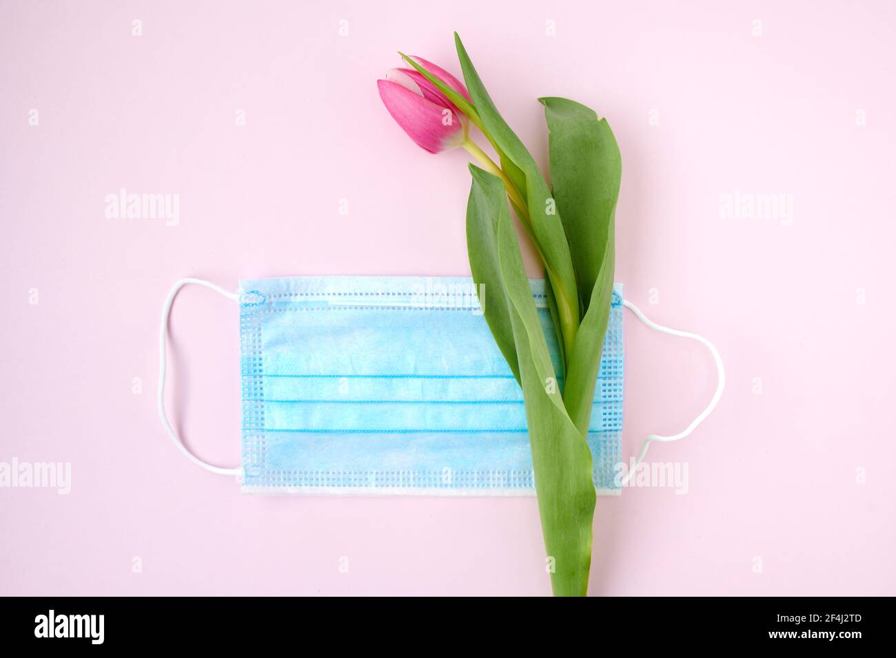 spring flat lay with tulip and medical mask isolated on pink background ...