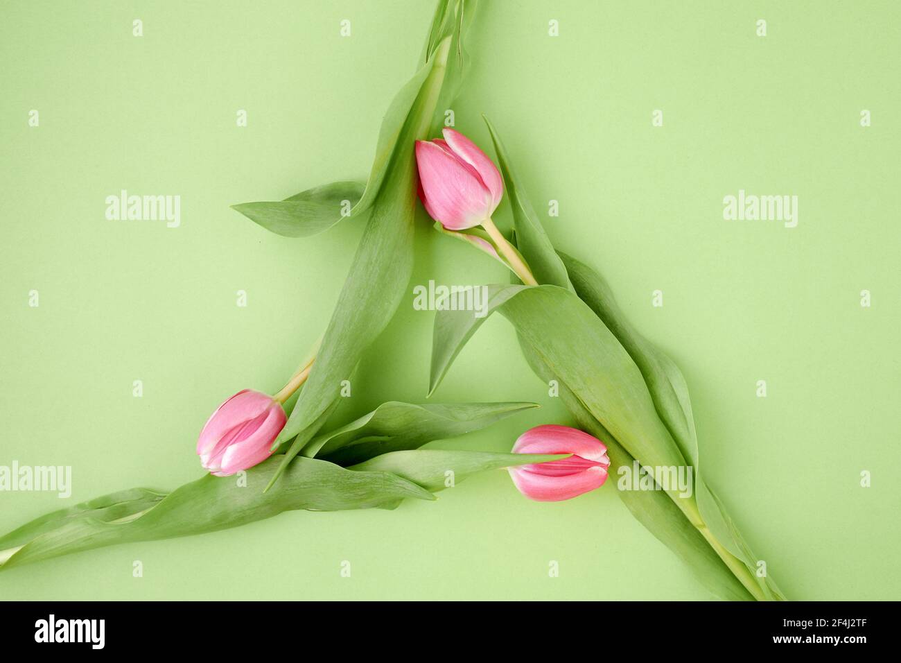 spring flat lay with tulips in recycle symbol isolated on green ...