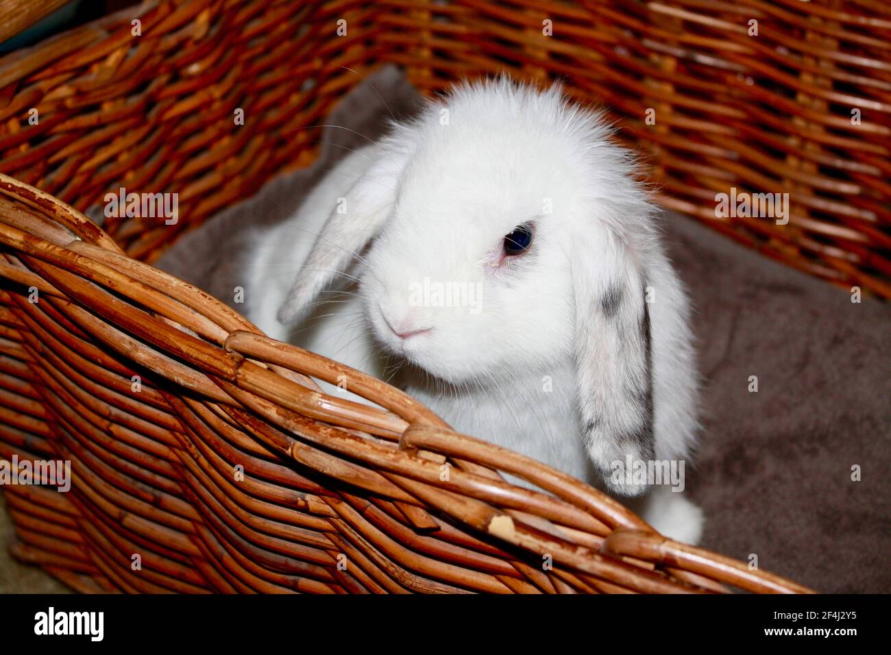 Baby Female Harlequin and White Holland Lop Bunny Rabbit Sitting in Wicker Basket Oryctolagus cuniculus Stock Photo
