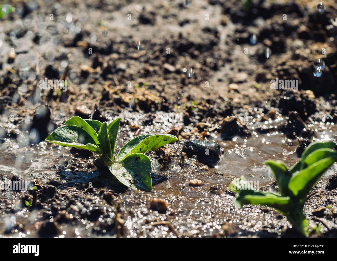 Fava bean plants with water drops from water bucket. Stock Photo