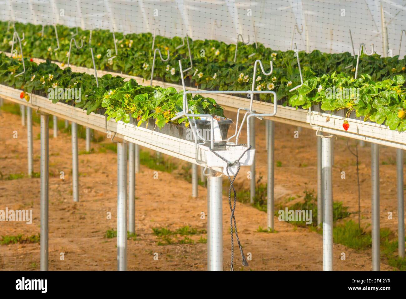 Rows of strawberry plants growing in  plant nursery. Greenhouses for strawberry plants on the field. Industry, agriculture Stock Photo