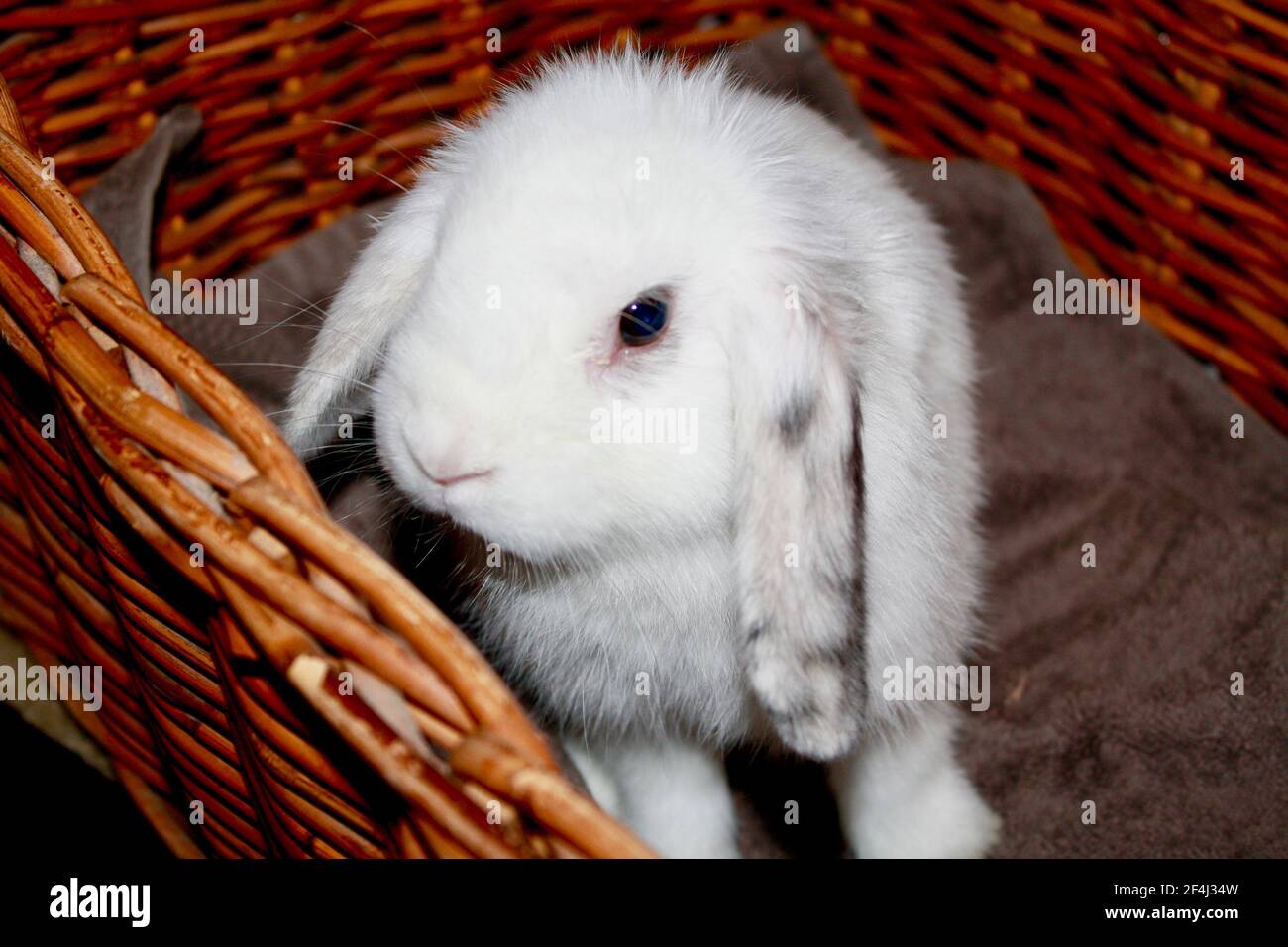 Baby Female Harlequin and White Holland Lop Bunny Rabbit Sitting in Wicker Basket Oryctolagus cuniculus Stock Photo