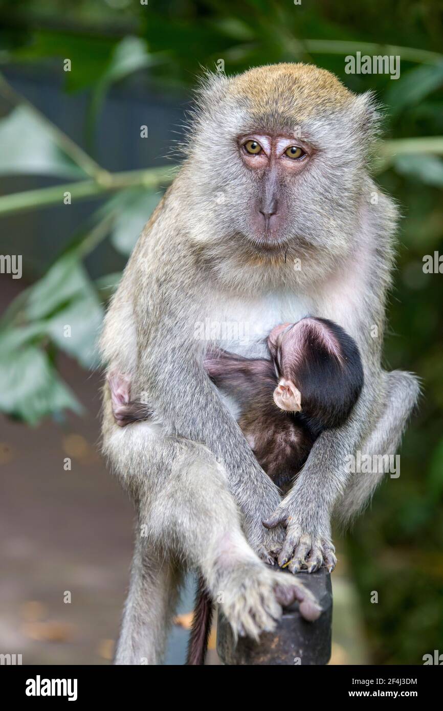 The crabeating macaque (Macaca fascicularis) with baby in Sungei Buloh