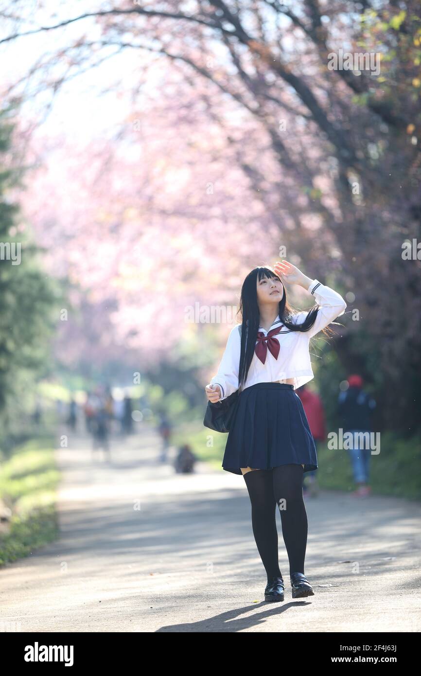 Japanese school girl dress with sakura flower nature walkway Stock Photo Alamy