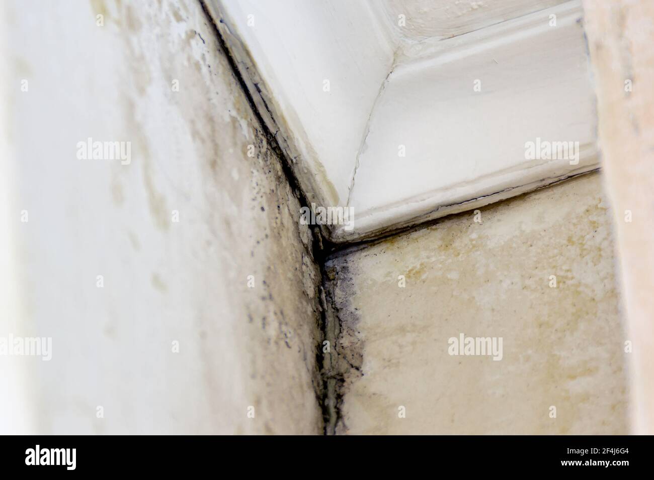 Black mold occurs in damp, unventilated rooms, in corners and under wallpaper Stock Photo