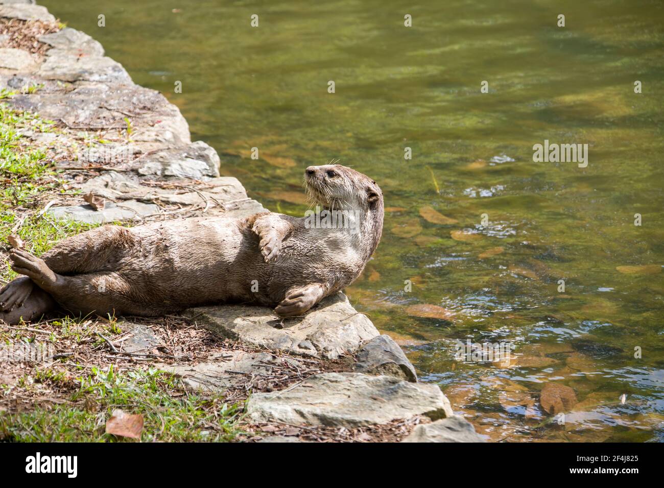 Smooth-coated otter (Lutrogale perspicillata) lies on the ground to do dust bathing in Bishan-Ang Mo Kio Park Singapore. Stock Photo