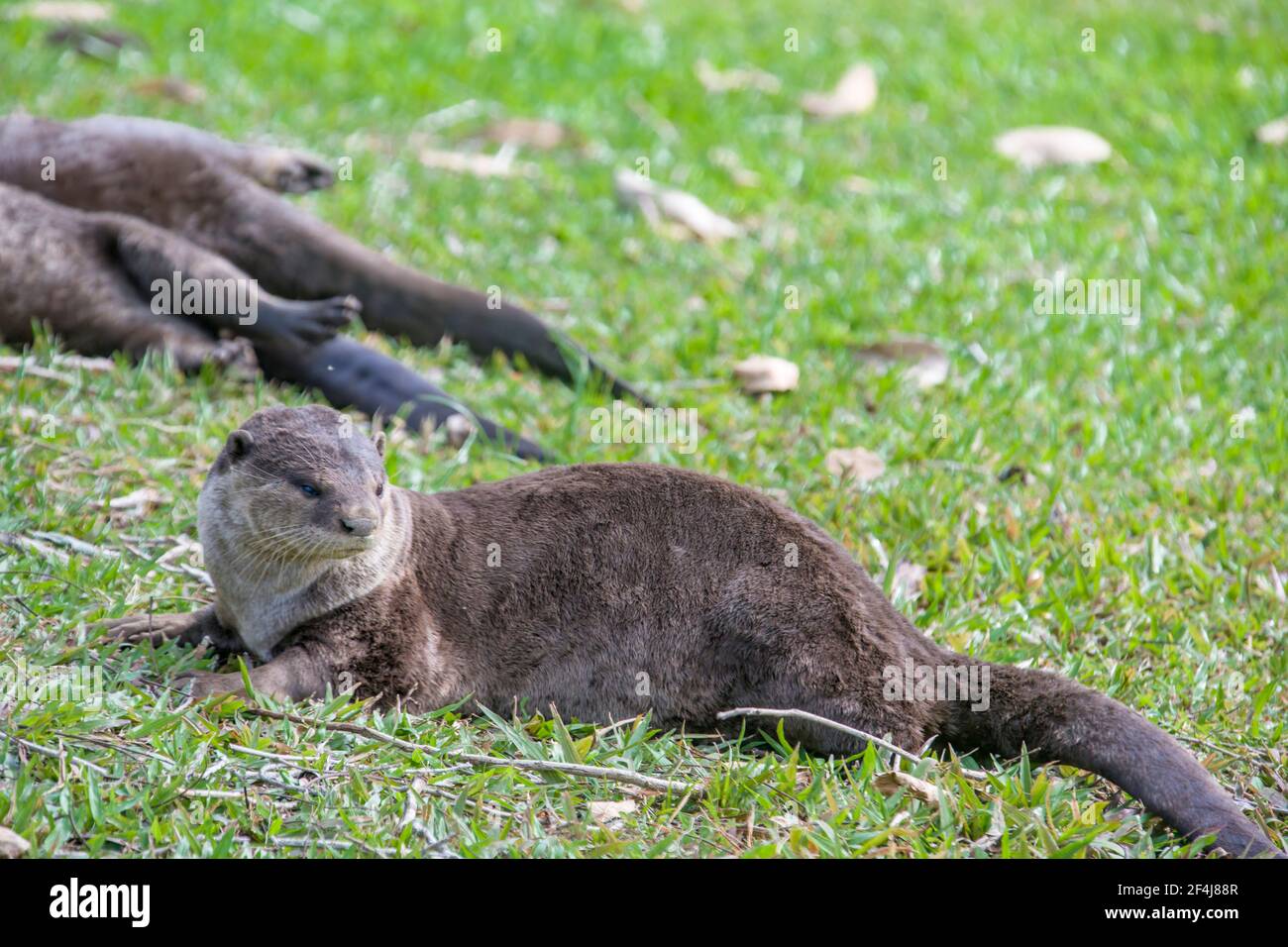 Smooth-coated otter (Lutrogale perspicillata) lies on the ground to do dust bathing in Bishan-Ang Mo Kio Park Singapore. Stock Photo