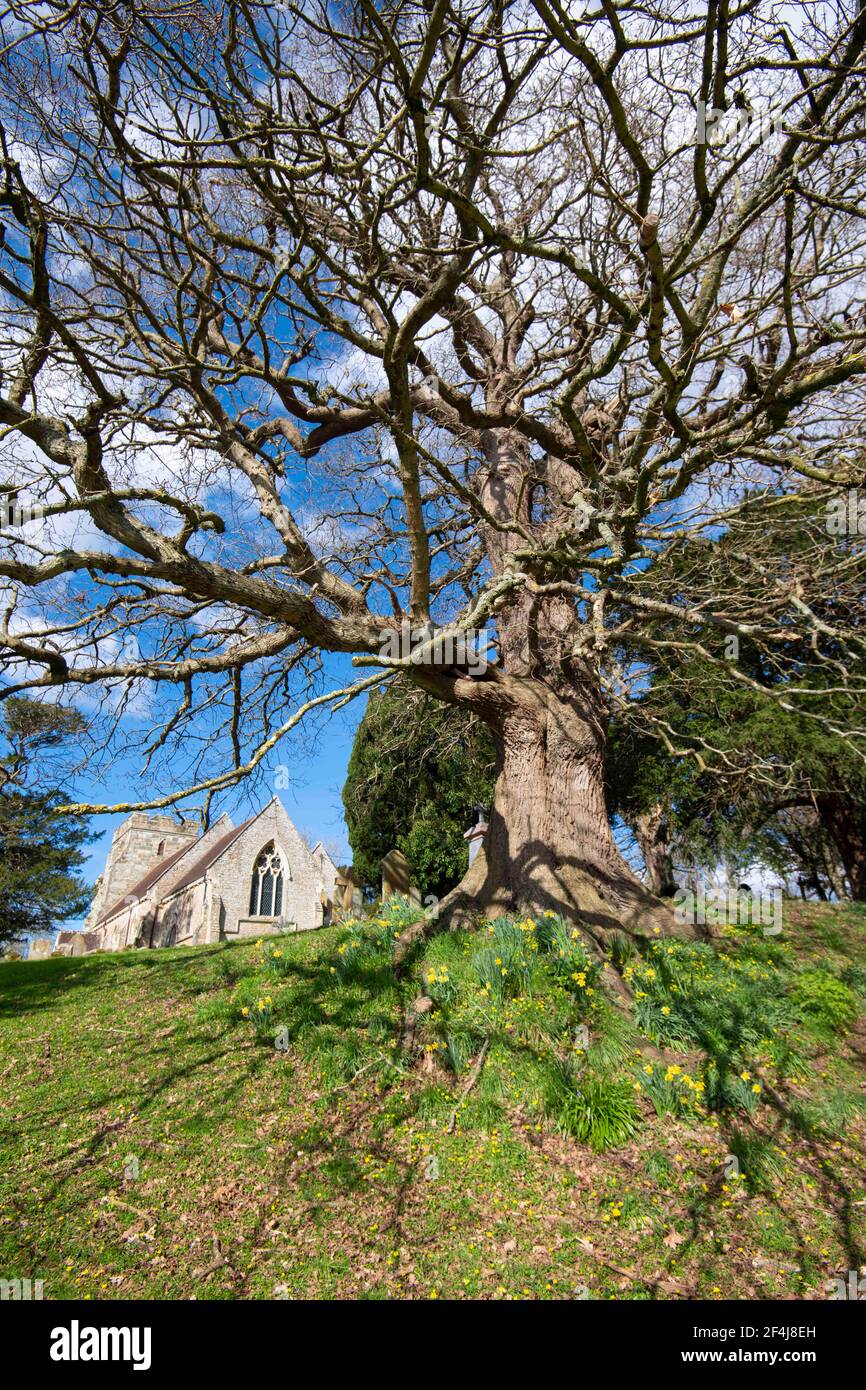 Giant oak tree in Crowhurst churchyard in Springtime Stock Photo
