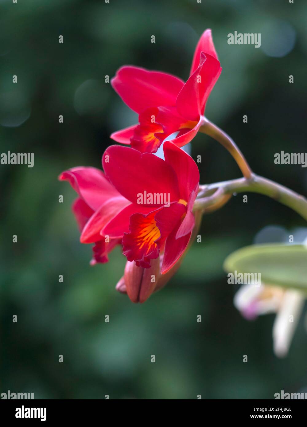 Red Cattleya laelinea hybrid orchids in very narrow depth-of-field photo Stock Photo