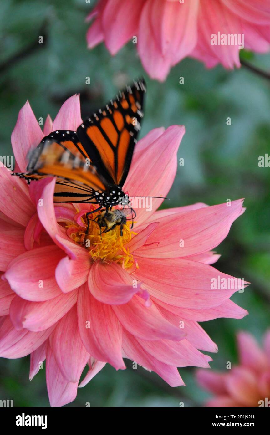 A Monarch Butterfly and Bumblebee Pollinate a Pink Dahlia Stock Photo