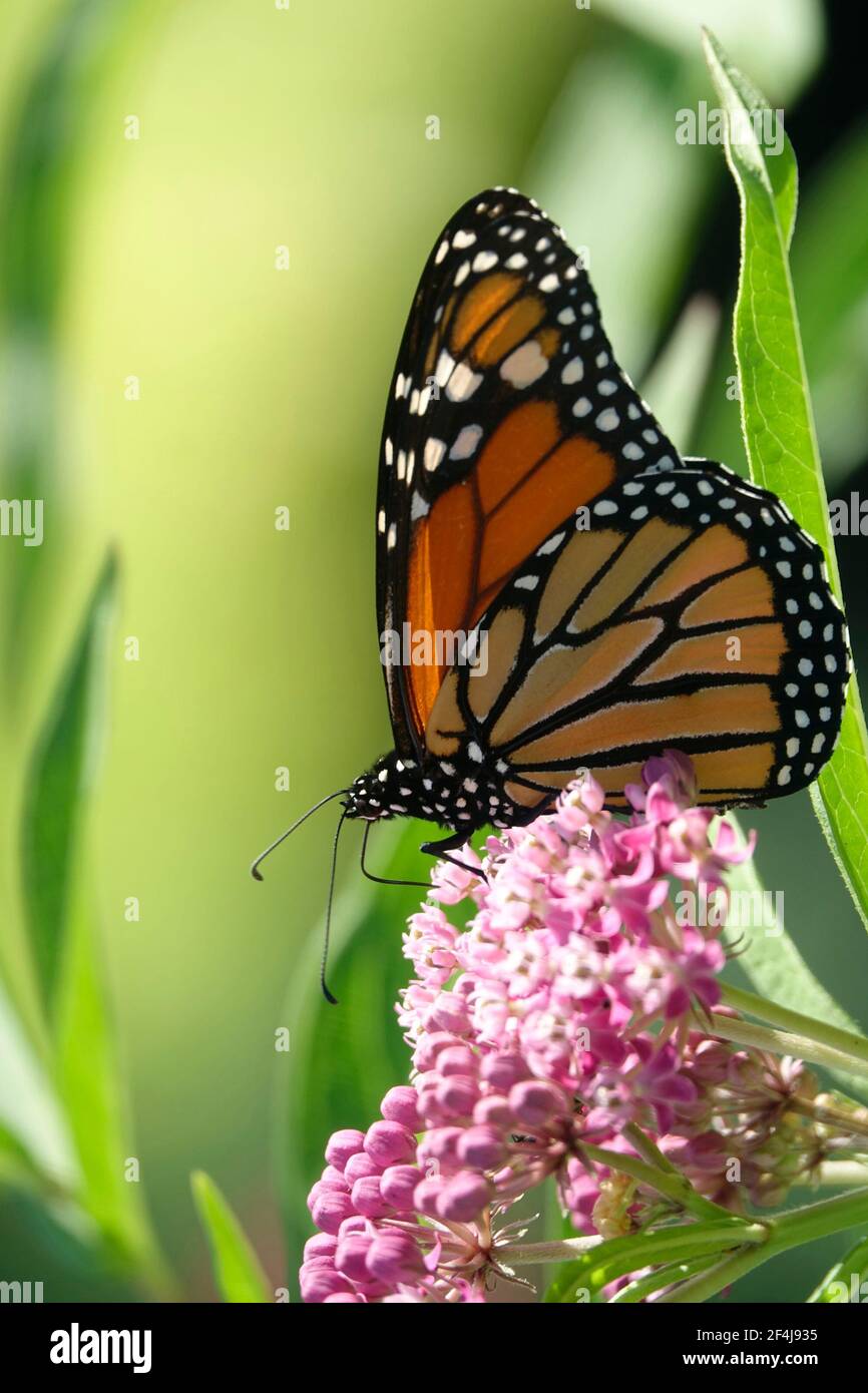 Monarch Butterfly Rests Atop a Fragrant Lilac Stock Photo