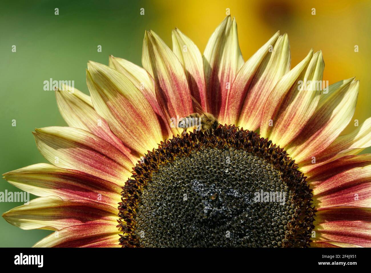 Best honey plant hi-res stock photography and images - Page 2 - Alamy