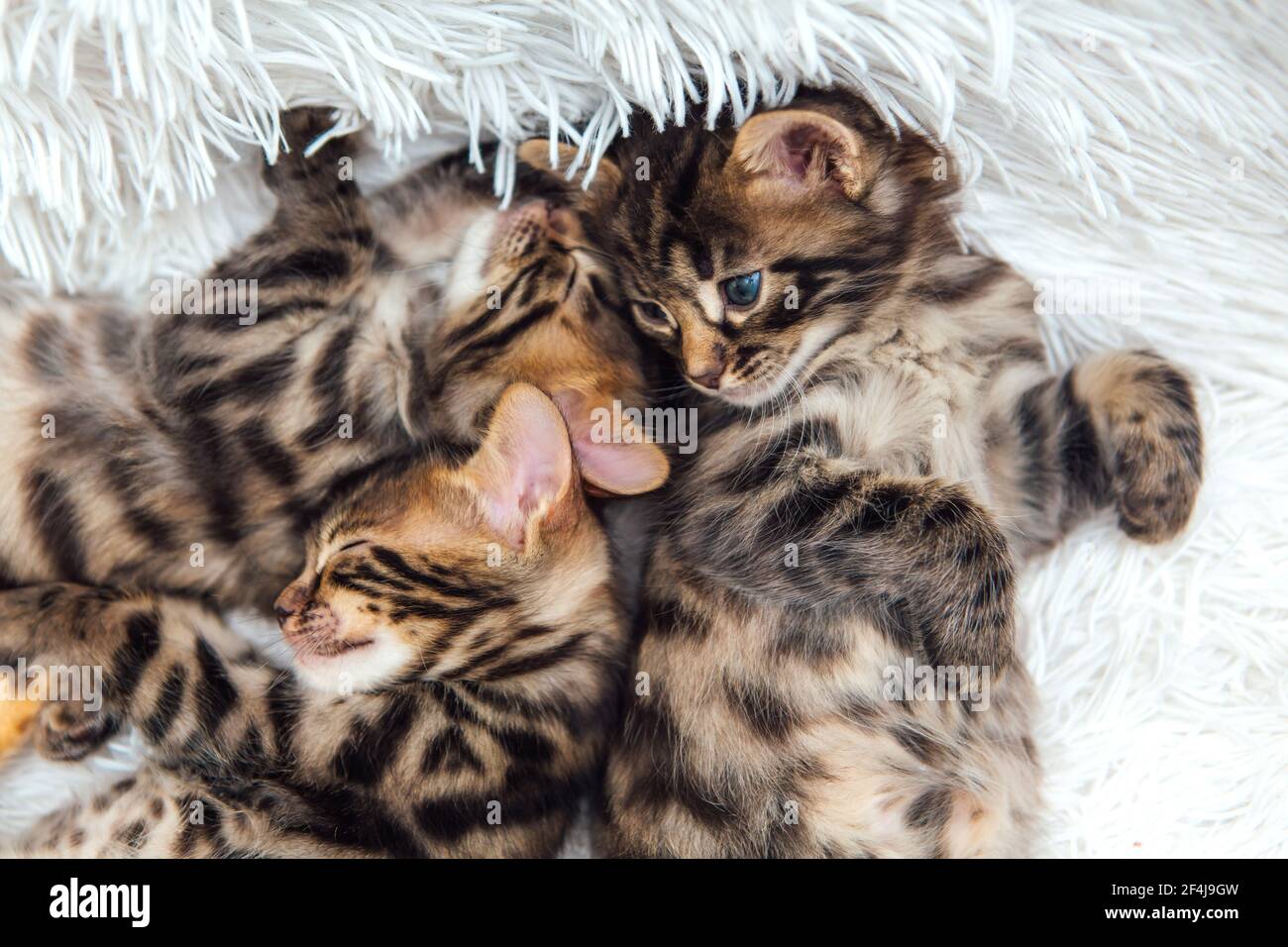 Young marble longhair bengal cat sitting on a soft cats shelf of a cats  house indoors Stock Photo  Alamy