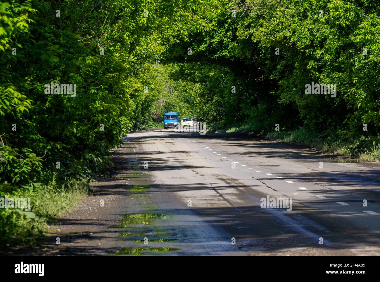after rain, a wet curved asphalt road passes through the forest forming green arches from the branches through which cars travel Stock Photo