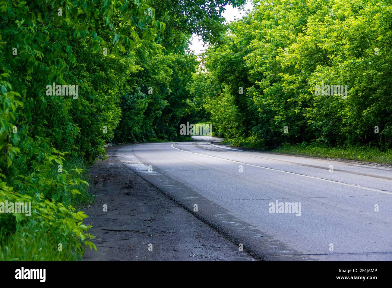 after rain, a wet curved asphalt road passes through the forest forming green arches from the branches through which cars travel Stock Photo