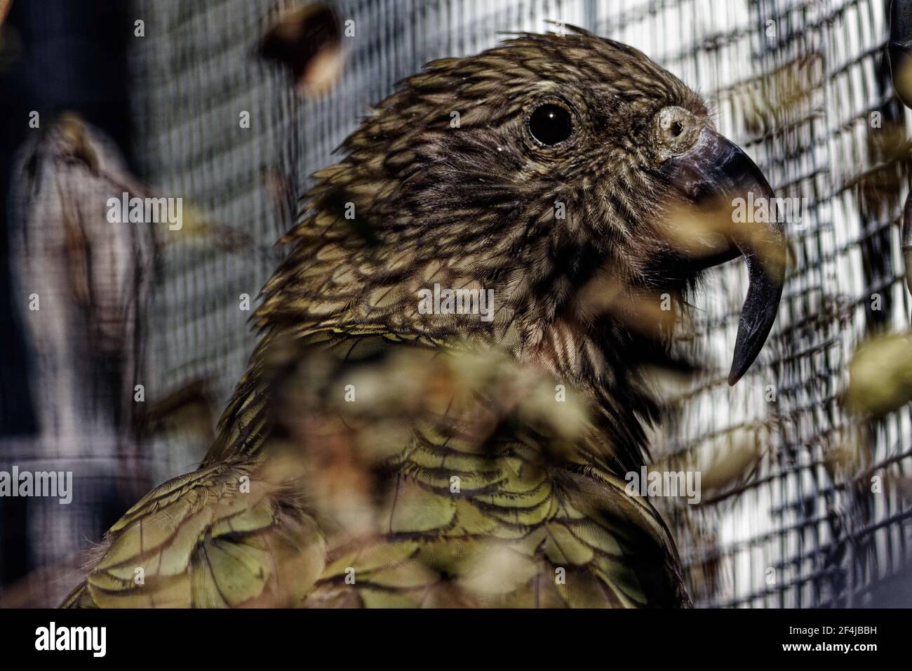 The kea is a parrot. It is the only truly alpine parrot in the world, and gained early notoriety among settler farmers for attacks on their sheep. Stock Photo