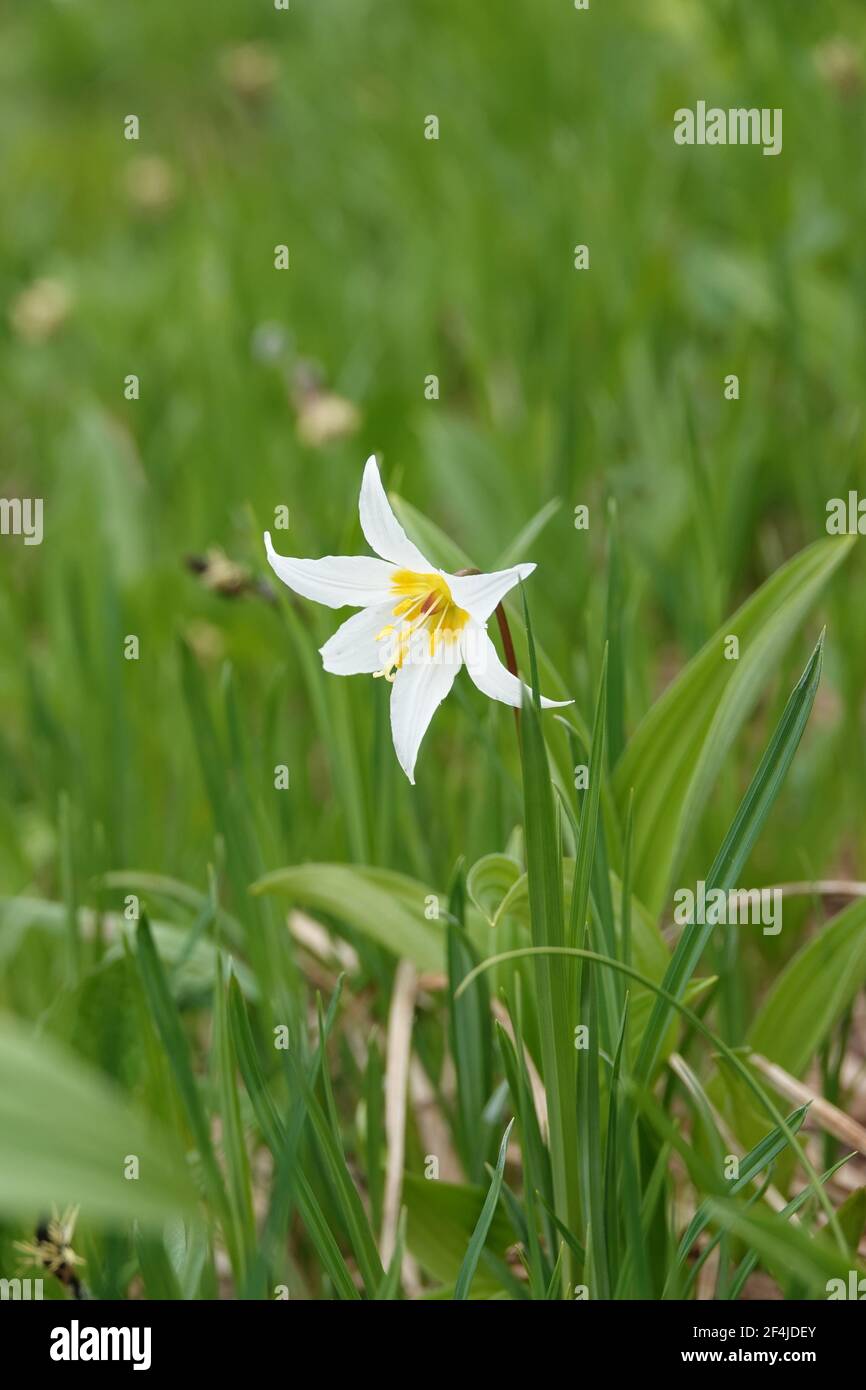 White avalanche lily flower (Erythronium montanum) Stock Photo