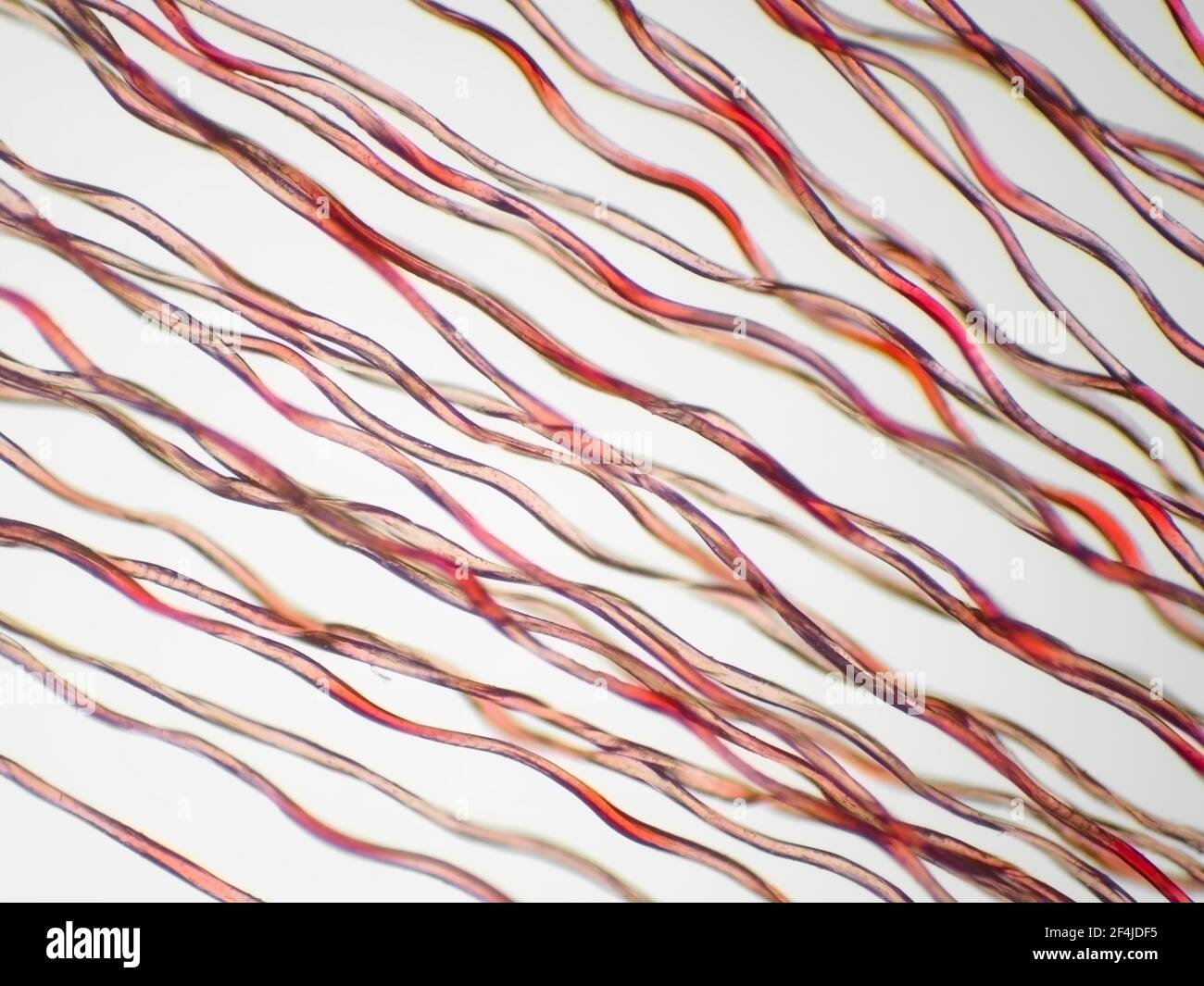 Red synthetic fibers under the microscope, horizontal field of view is about 1.2mm Stock Photo