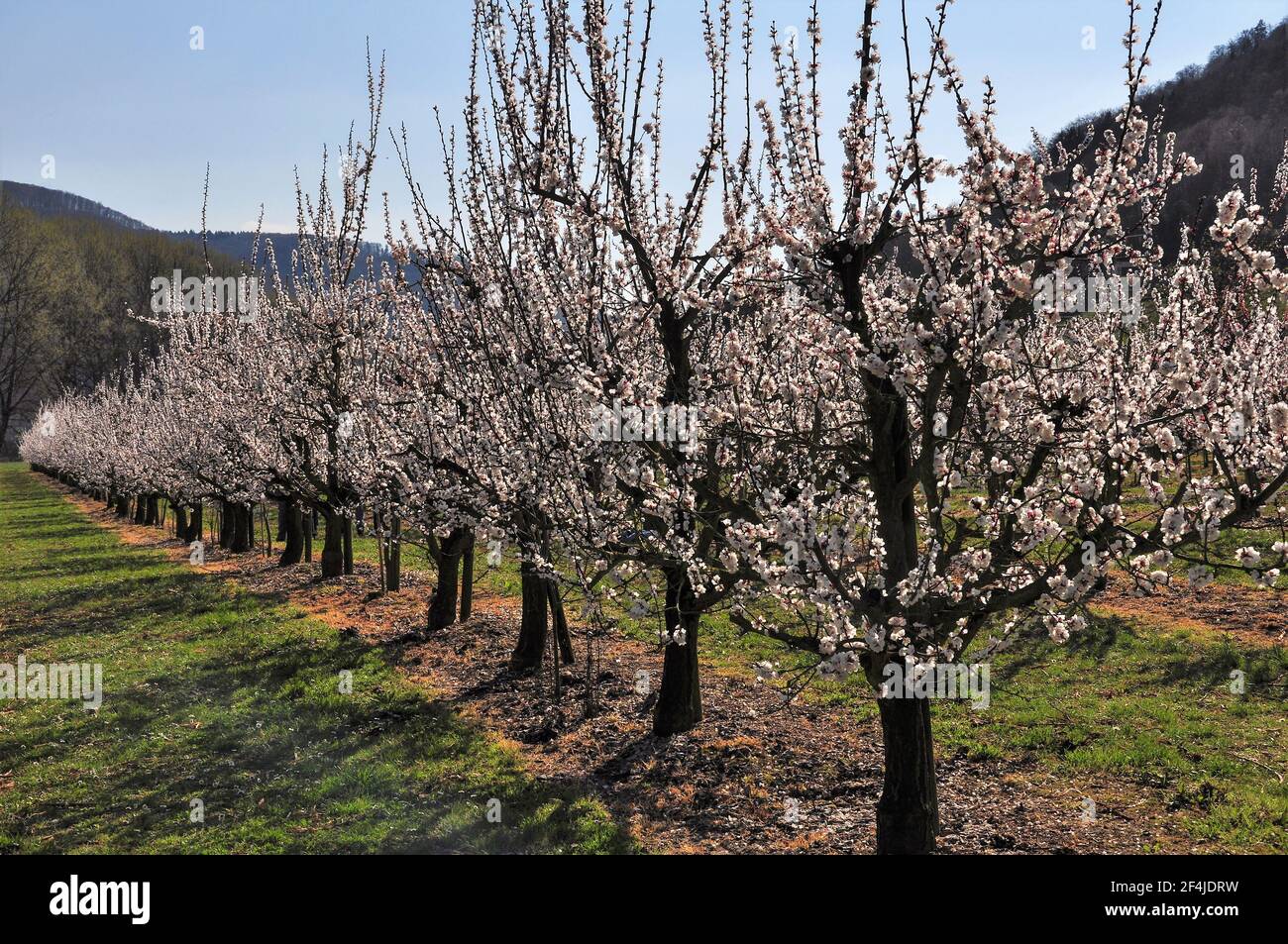 Apricot blossom wachau hires stock photography and images Alamy