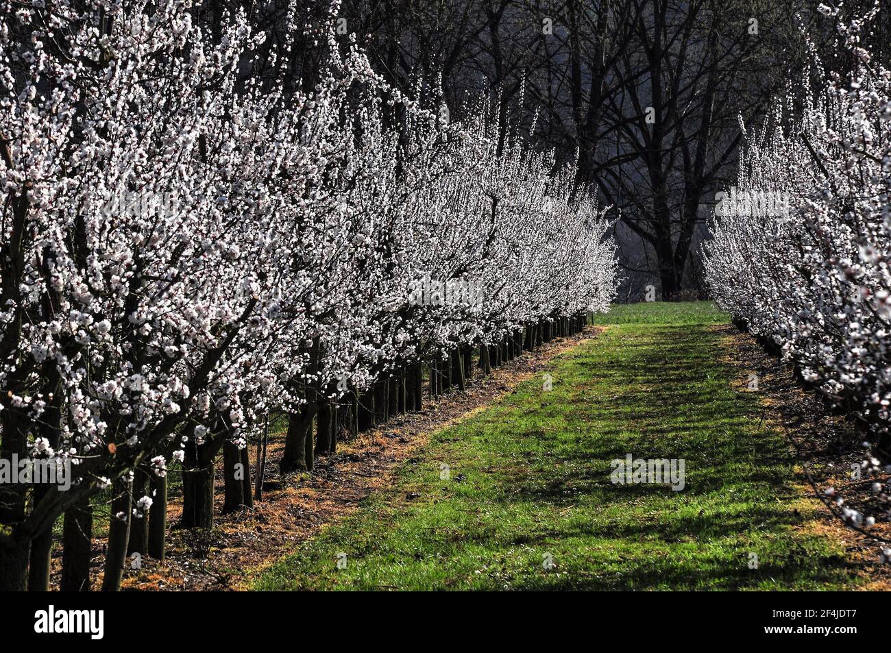 Apricot blossom wachau hires stock photography and images Alamy