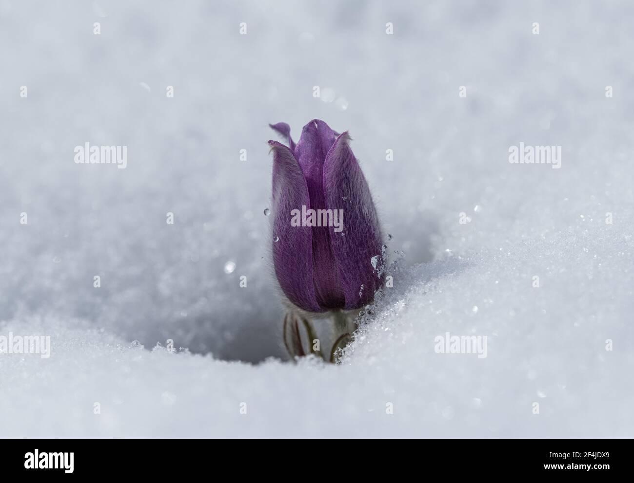 Wildflowers ( Kuhschelle, Küchenschelle ) in spring embedded in snow - European Pasqueflower (Pulsatilla vulgaris) Stock Photo