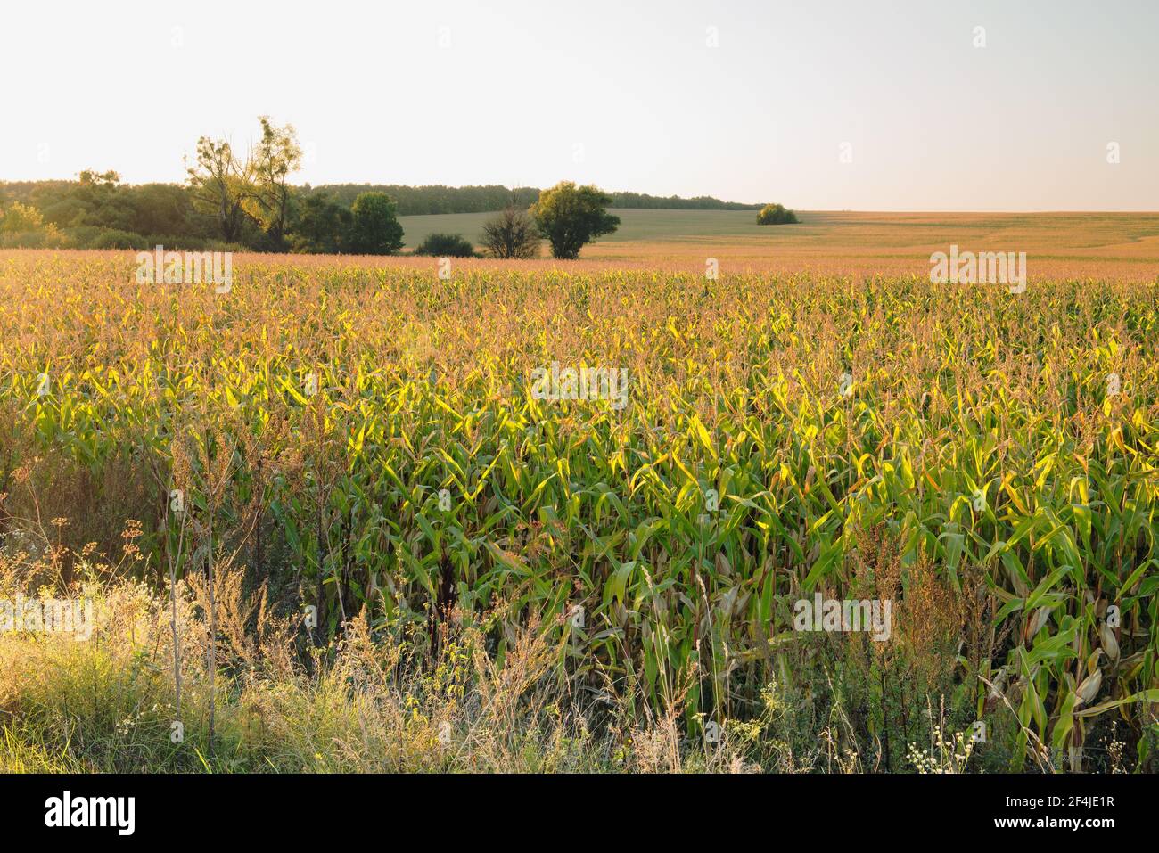 Fragment of a picturesque corn field during sunset. Stock Photo