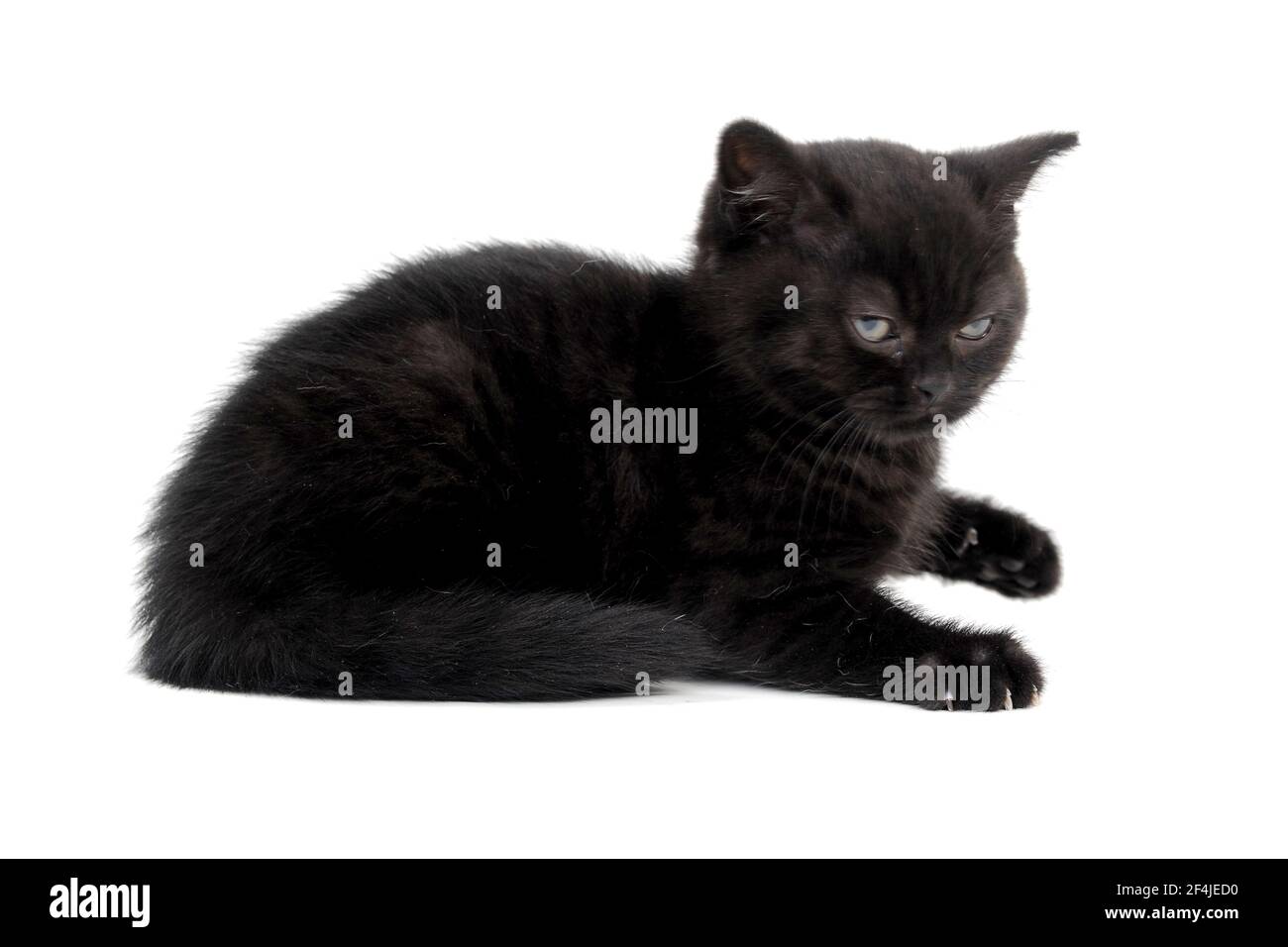 Cute Funny Cat Looking Suspiciously Or Angry On Black Background Stock  Photo - Download Image Now - iStock