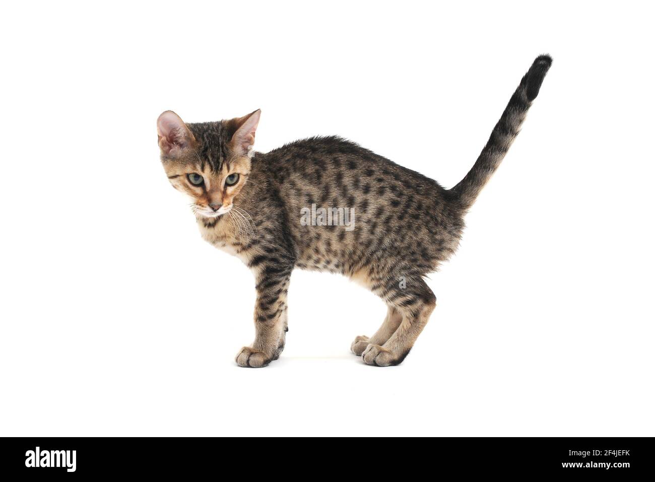 A striped purebred smooth-haired cat stands on a white background Stock Photo