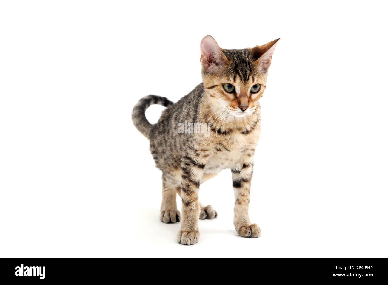 A striped purebred smooth-haired cat stands on a white background Stock Photo